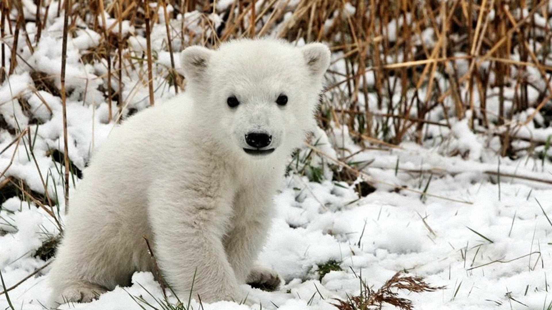 Обои трава, снег, медведь, белый, детеныш, медвежонок, полярный, grass, snow, bear, white, cub, polar разрешение 1920x1200 Загрузить