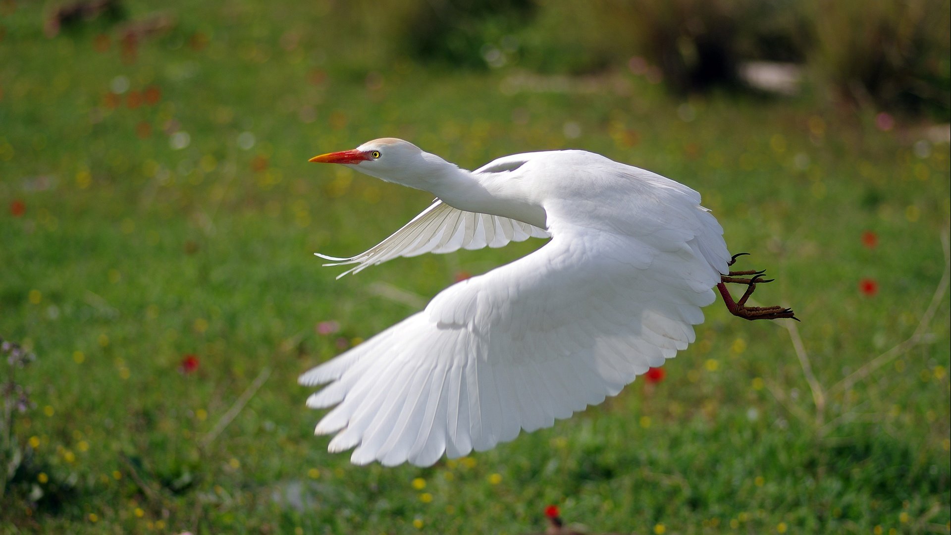 Обои полет, крылья, птица, белая, цапля, ziva & amir, flight, wings, bird, white, heron разрешение 4904x3256 Загрузить