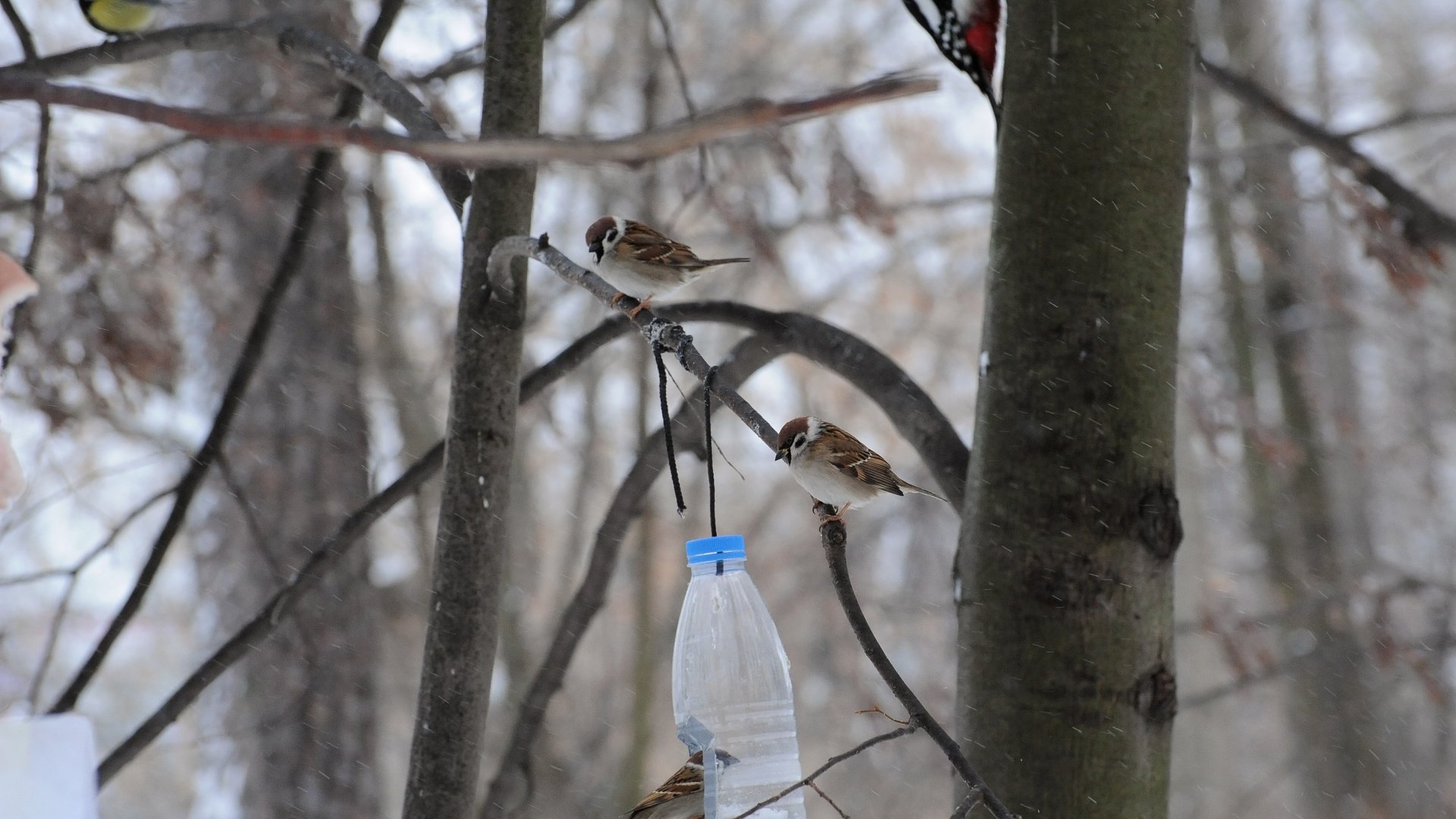 Обои дерево, птицы, воробей, синица, дятел, кормушка, tree, birds, sparrow, tit, woodpecker, feeder разрешение 3976x2832 Загрузить