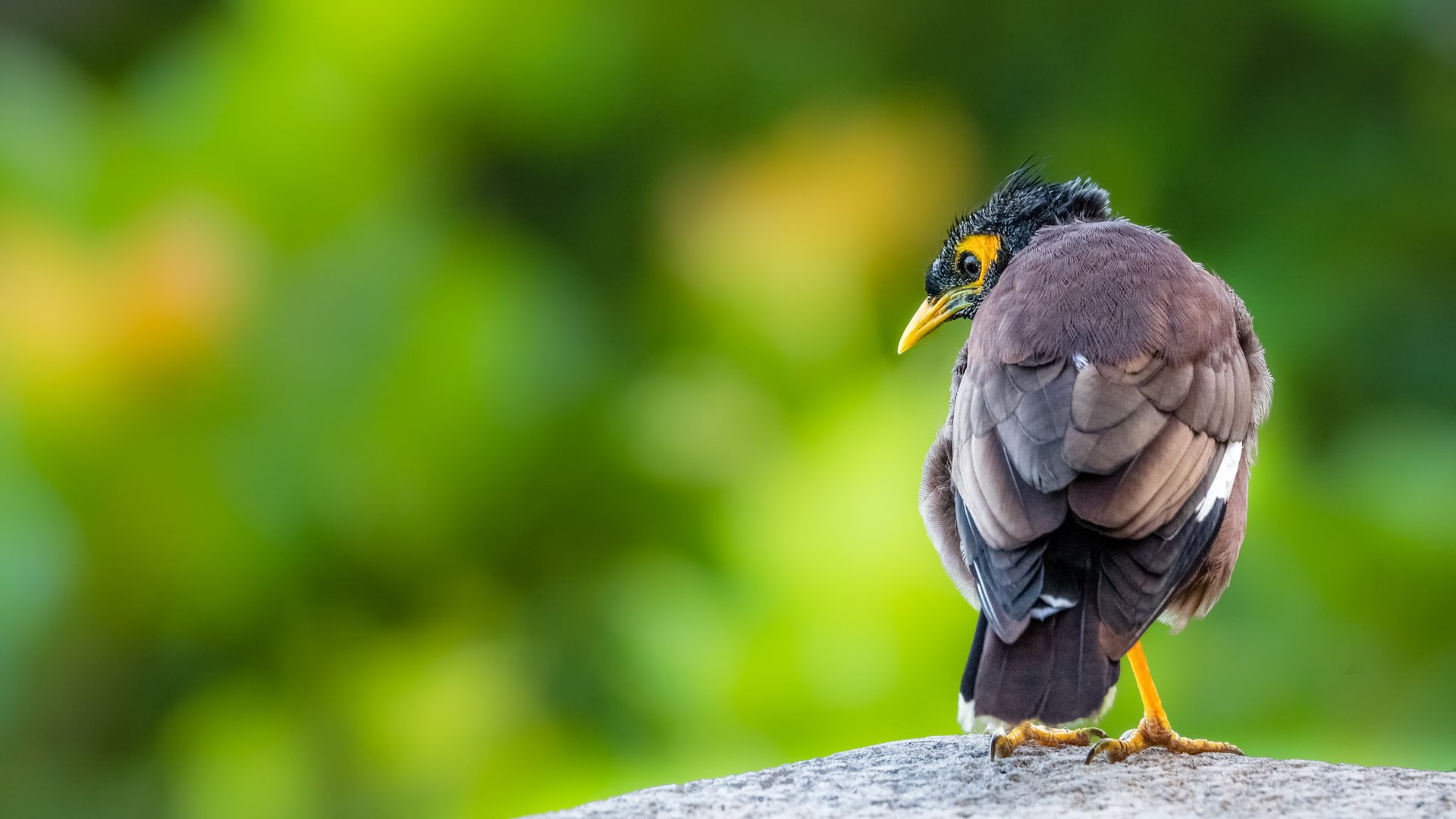 Обои природа, птица, клюв, перья, скворец, common myna, майна, nature, bird, beak, feathers, starling разрешение 2048x1152 Загрузить