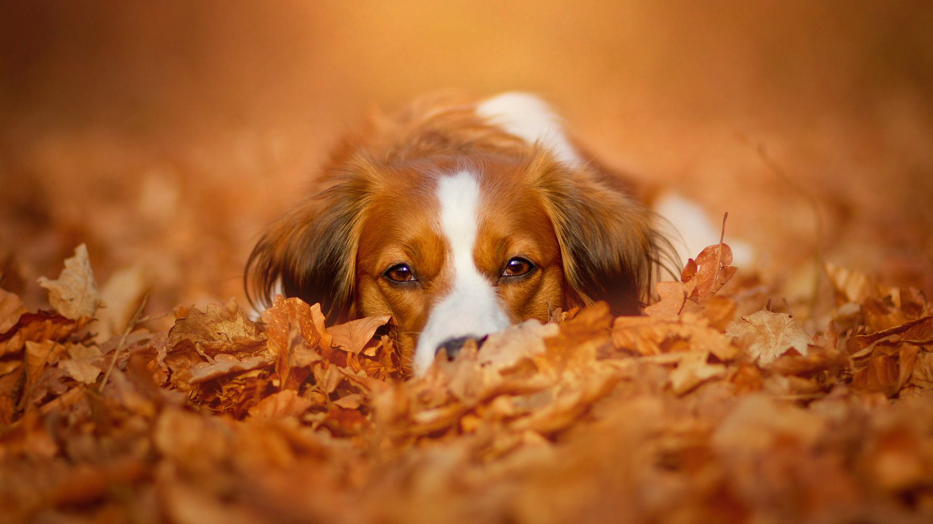 Обои морда, природа, листья, взгляд, осень, собака, коикерхондье, face, nature, leaves, look, autumn, dog, kooikerhondje разрешение 2048x1365 Загрузить