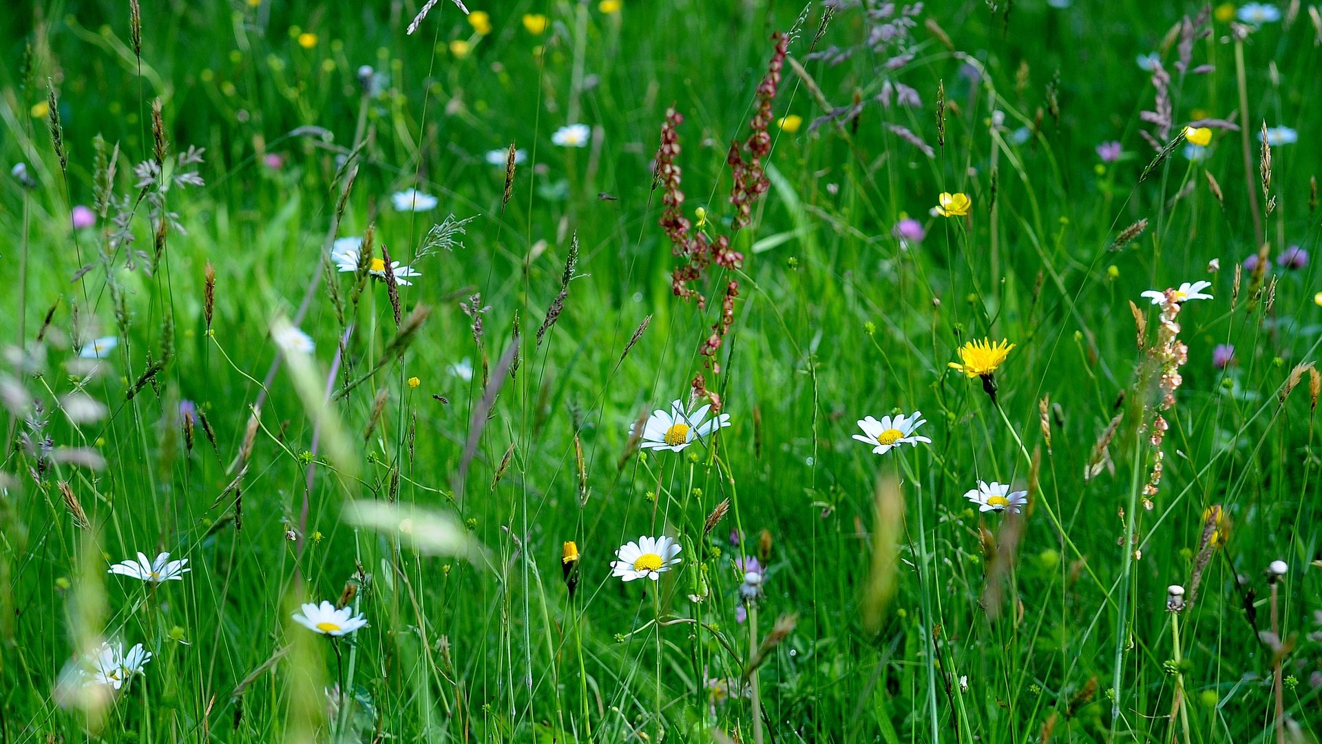 Обои цветы, трава, макро, поле, flowers, grass, macro, field разрешение 4288x1804 Загрузить
