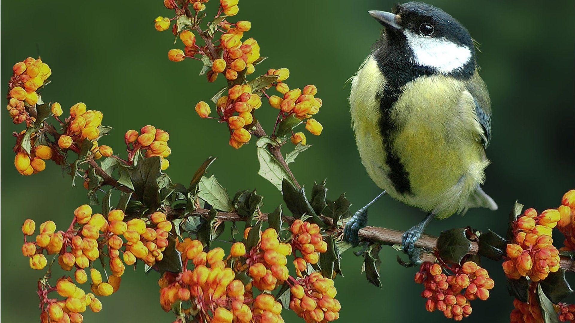 Обои цветы, ветка, природа, птица, синица, flowers, branch, nature, bird, tit разрешение 2205x1765 Загрузить