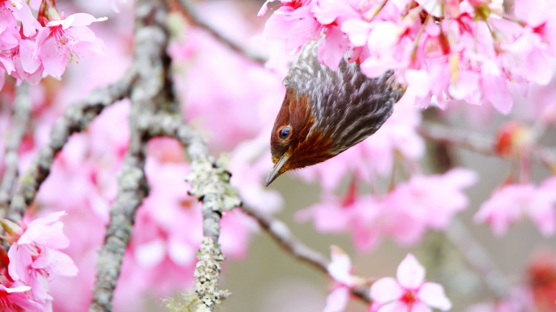 Обои дерево, цветение, птица, весна, tree, flowering, bird, spring разрешение 2048x1365 Загрузить