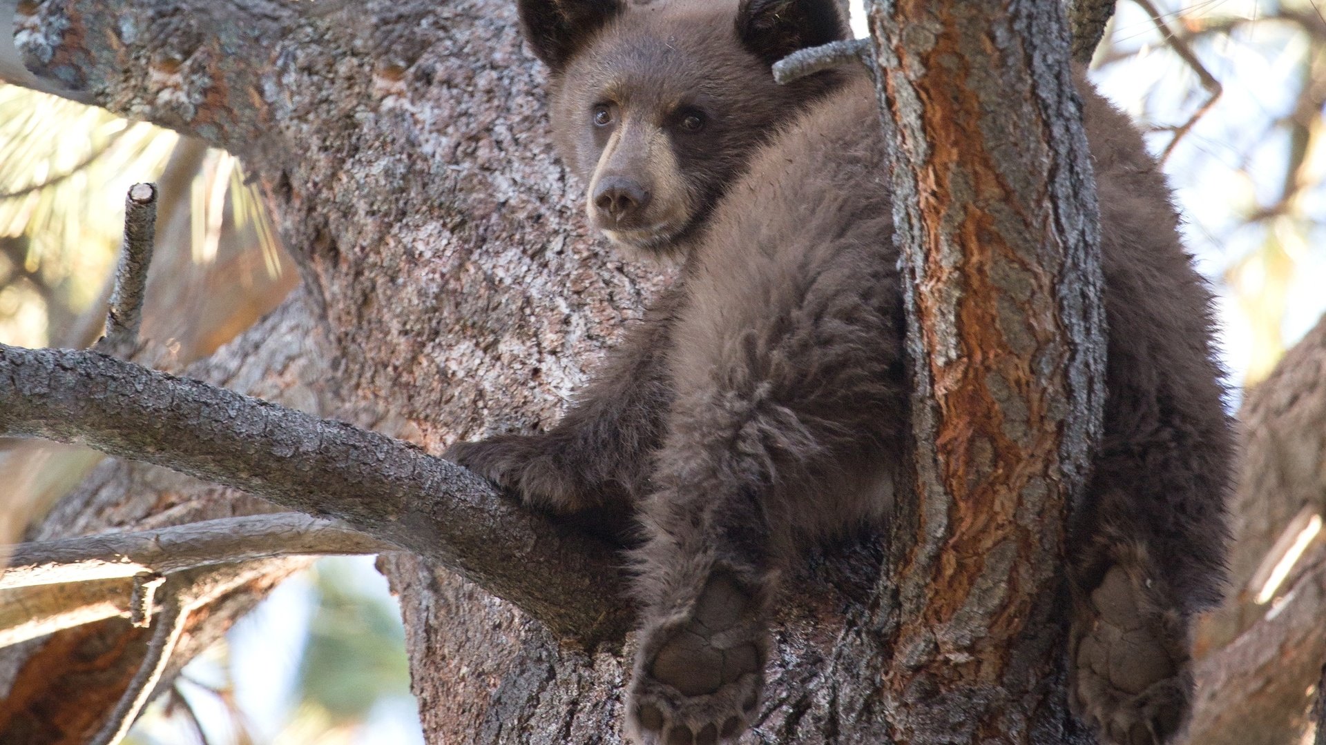 Обои дерево, медведь, мишка, медвежонок, милый, tree, bear, cute разрешение 2048x1364 Загрузить