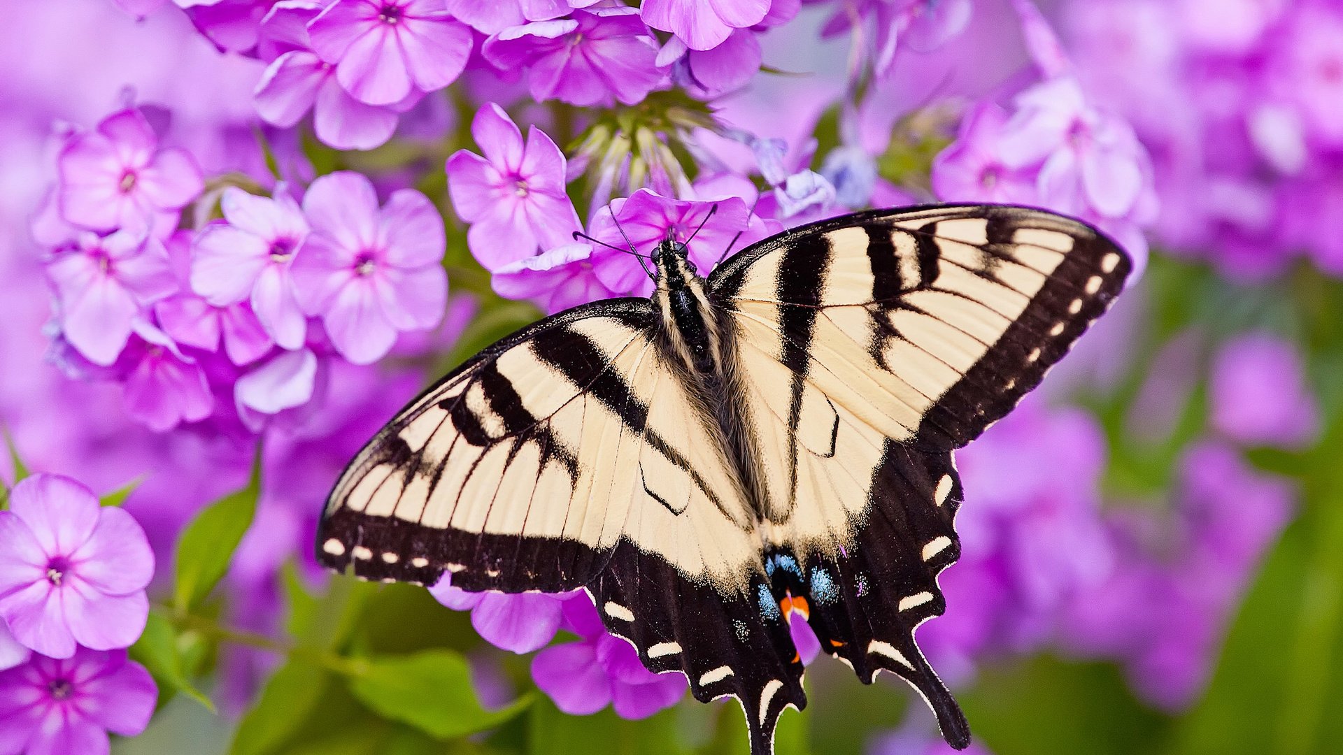 Обои цветы, макро, бабочка, парусник главк, флоксы, flowers, macro, butterfly, papilio glaucus, phlox разрешение 2048x1612 Загрузить