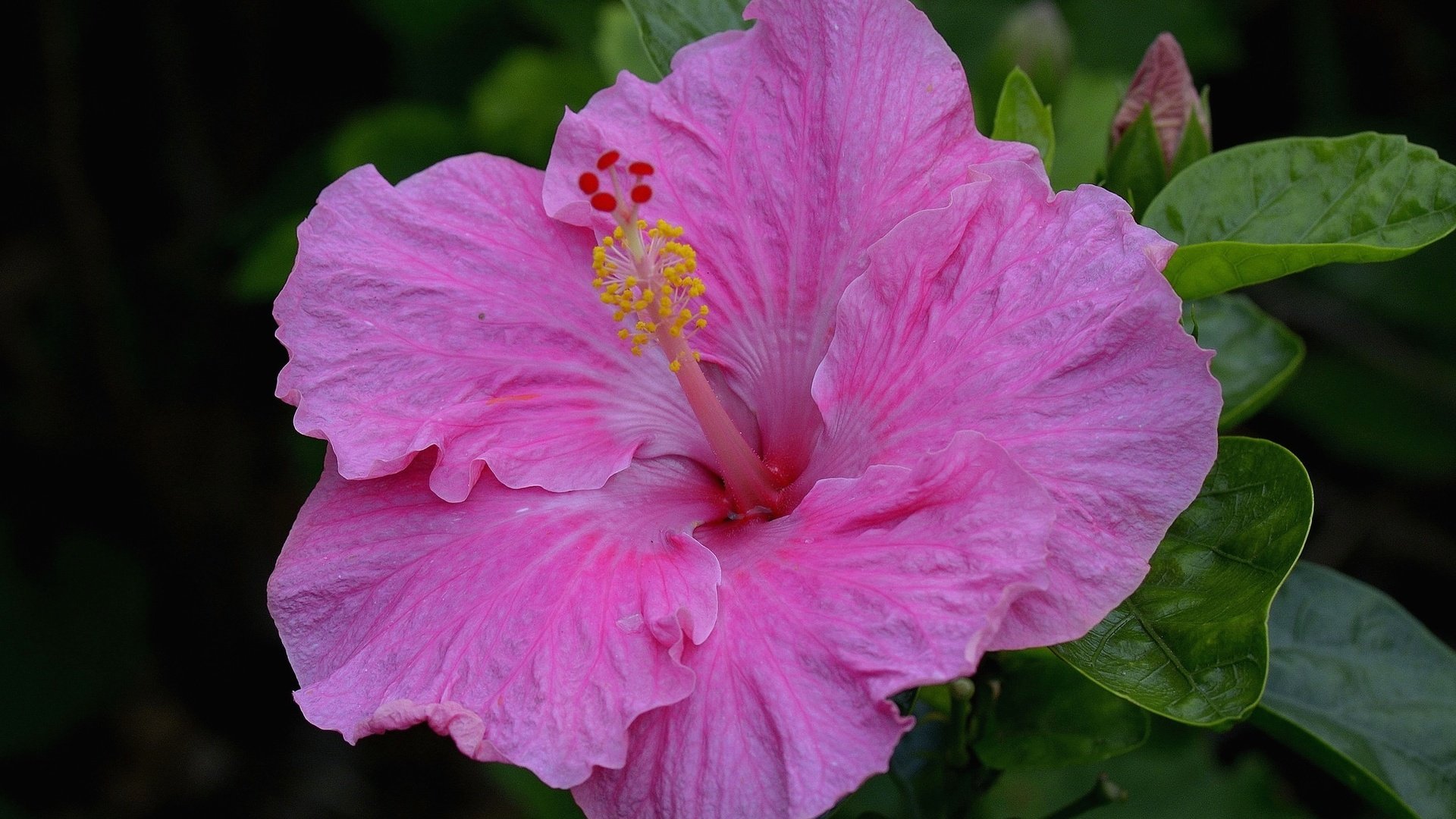 Обои макро, розовый, гибискус, macro, pink, hibiscus разрешение 2048x1365 Загрузить