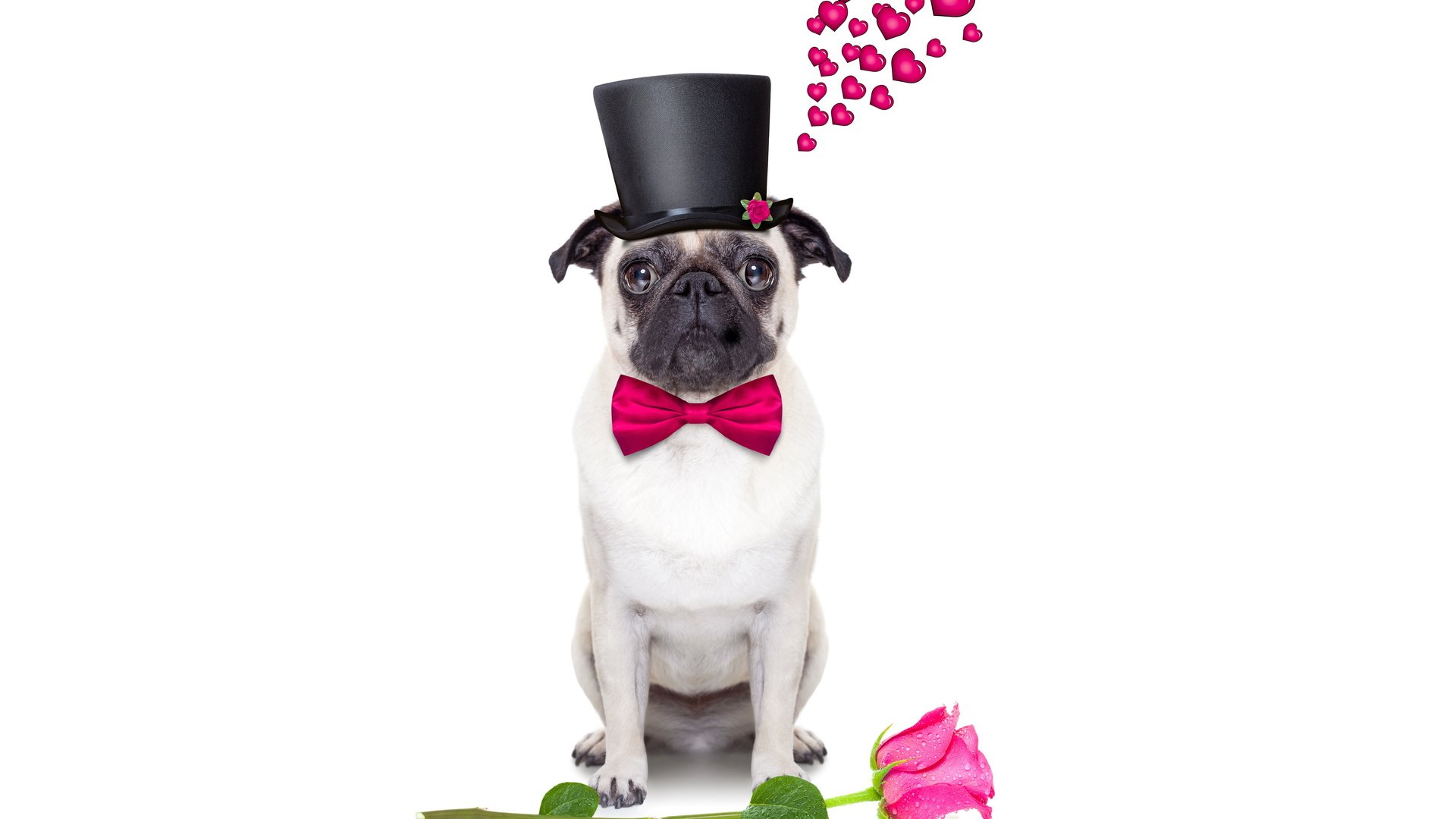 Обои розы, собака, сердце, шляпа, мопс, roses, dog, heart, hat, pug разрешение 6000x4000 Загрузить