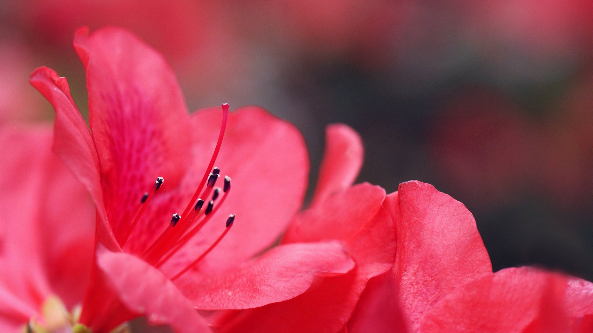 Обои цветы, макро, размытость, розовые, азалия, flowers, macro, blur, pink, azalea разрешение 1920x1300 Загрузить