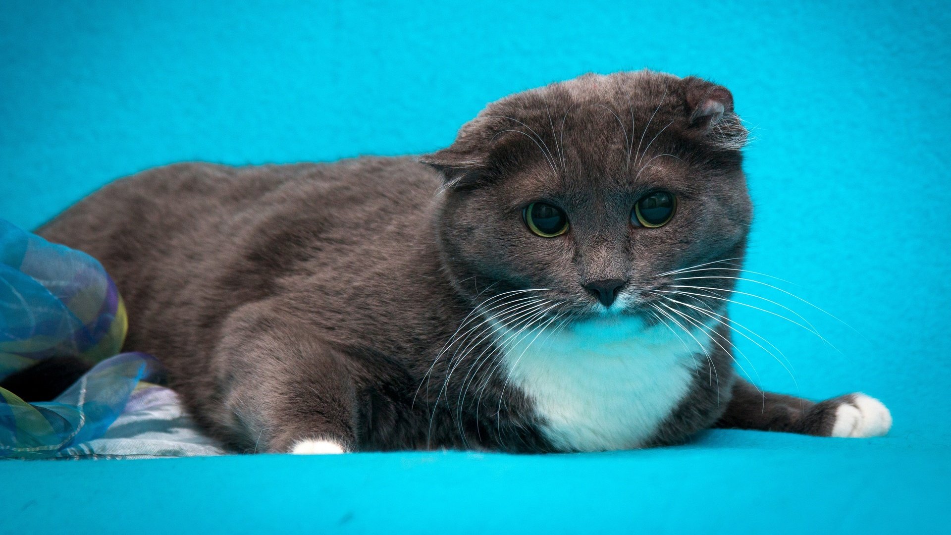 Обои кот, кошка, серый, голубой фон, шотландский вислоухий, cat, grey, blue background, scottish fold разрешение 2880x1620 Загрузить