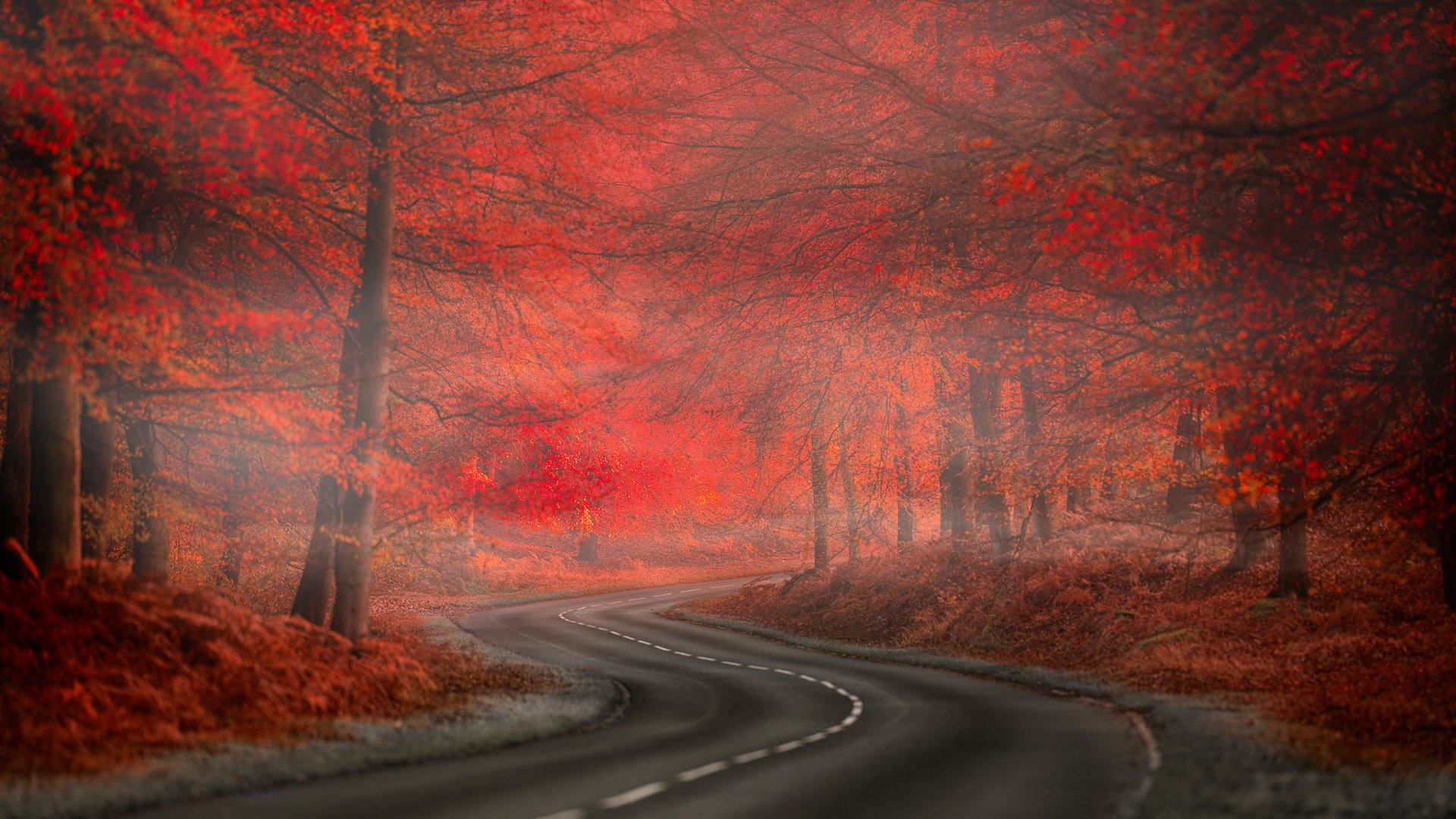 Обои дорога, nature. beauty, природа, лес, листья, туман, осень, краcный, автодорога,  листья, road, nature, forest, leaves, fog, autumn, red разрешение 2048x1363 Загрузить