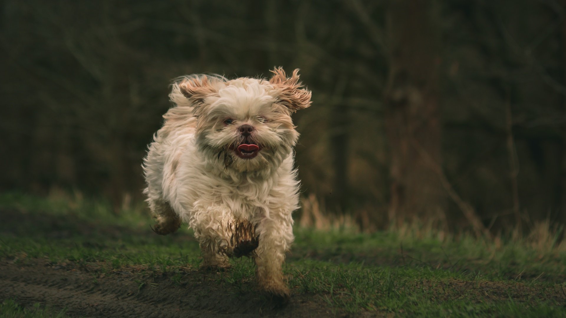 Обои природа, фон, мордочка, собака, язык, бег, лапки, ши-тцу, nature, background, muzzle, dog, language, running, legs, shih tzu разрешение 5439x3626 Загрузить