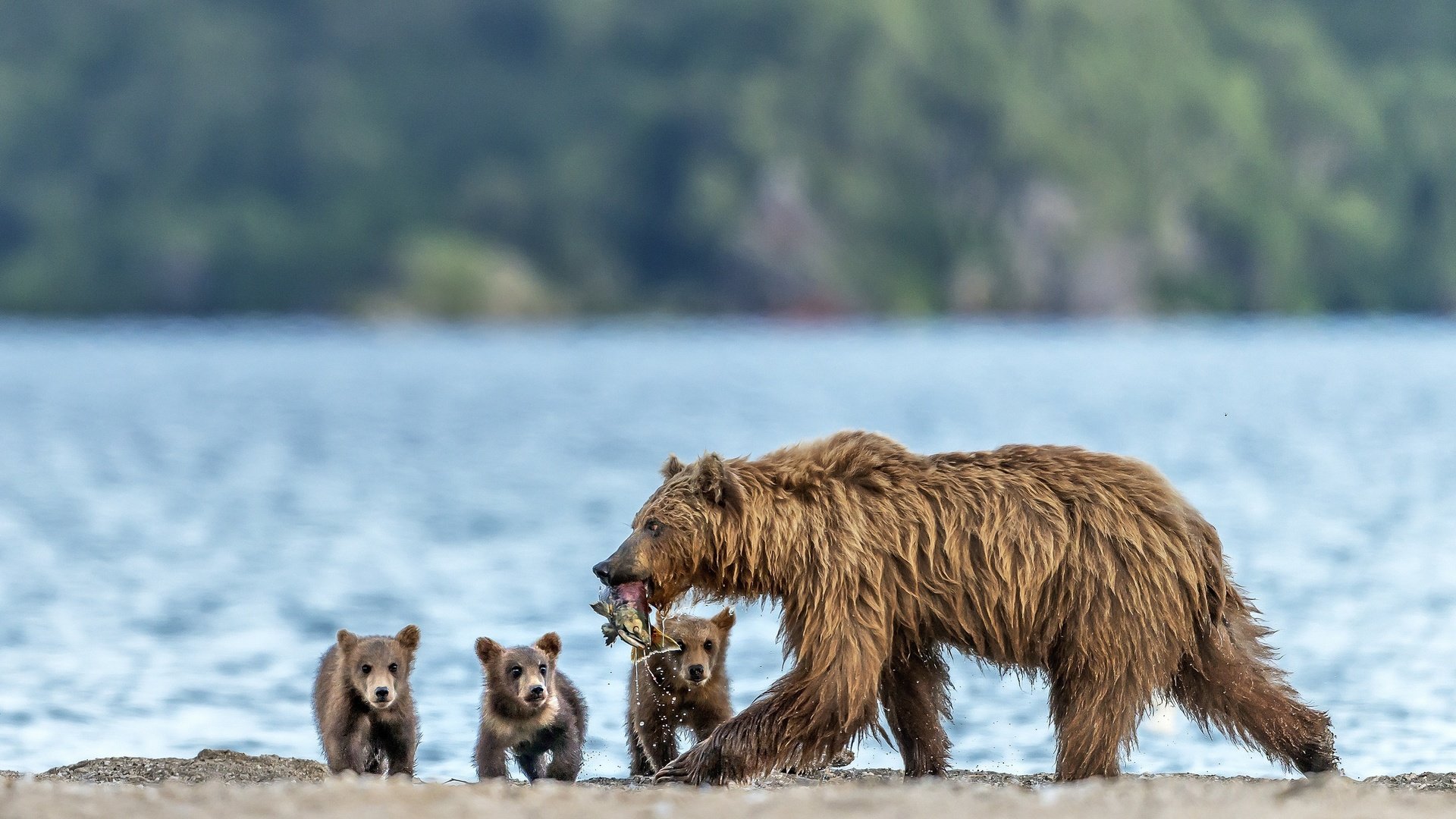 Обои рыба, медведи, улов, медведица, медвежата, fish, bears, catch, bear разрешение 2500x1634 Загрузить