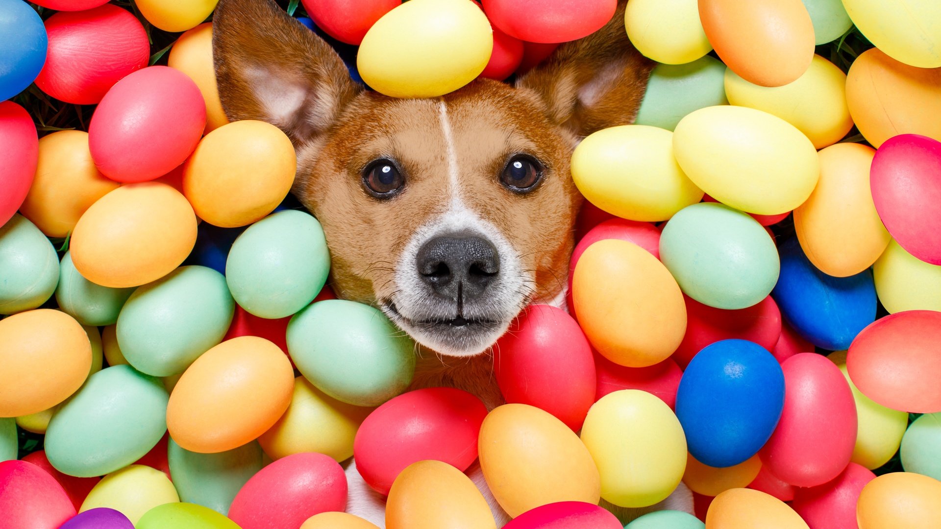 Обои взгляд, собака, пасха, яйца крашеные, look, dog, easter, the painted eggs разрешение 6720x4480 Загрузить