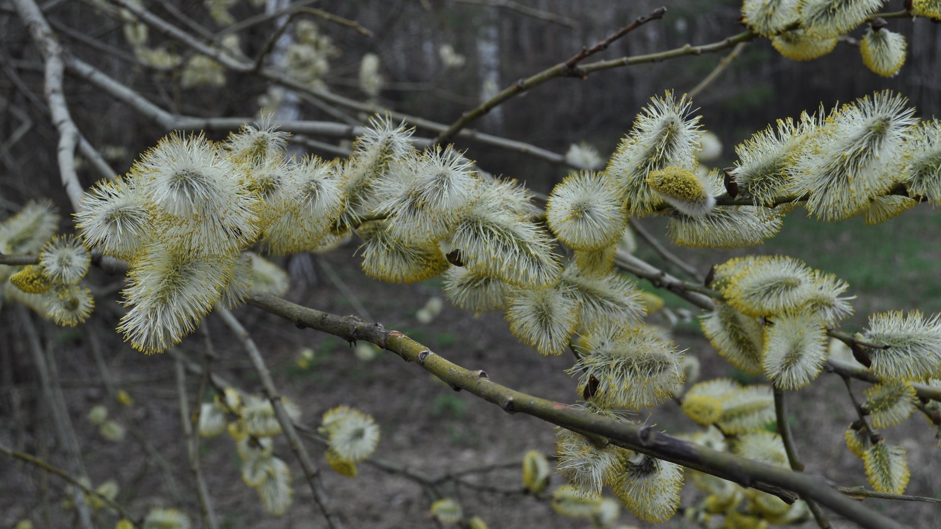 Обои цветение, весна, верба, flowering, spring, verba разрешение 4288x2848 Загрузить