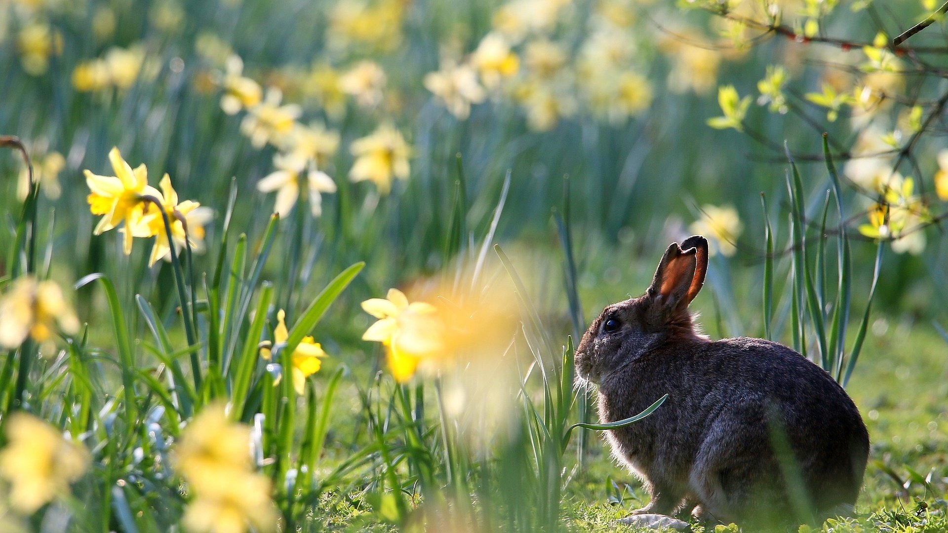 Обои цветы, весна, кролик, животное, нарциссы, заяц, flowers, spring, rabbit, animal, daffodils, hare разрешение 1920x1280 Загрузить