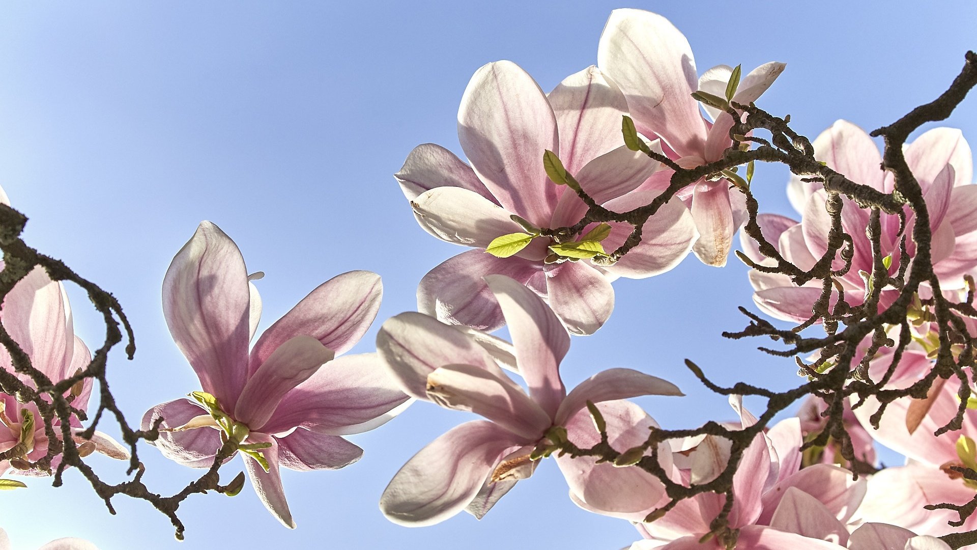 Обои небо, цветение, ветки, весна, магнолия, the sky, flowering, branches, spring, magnolia разрешение 1920x1203 Загрузить