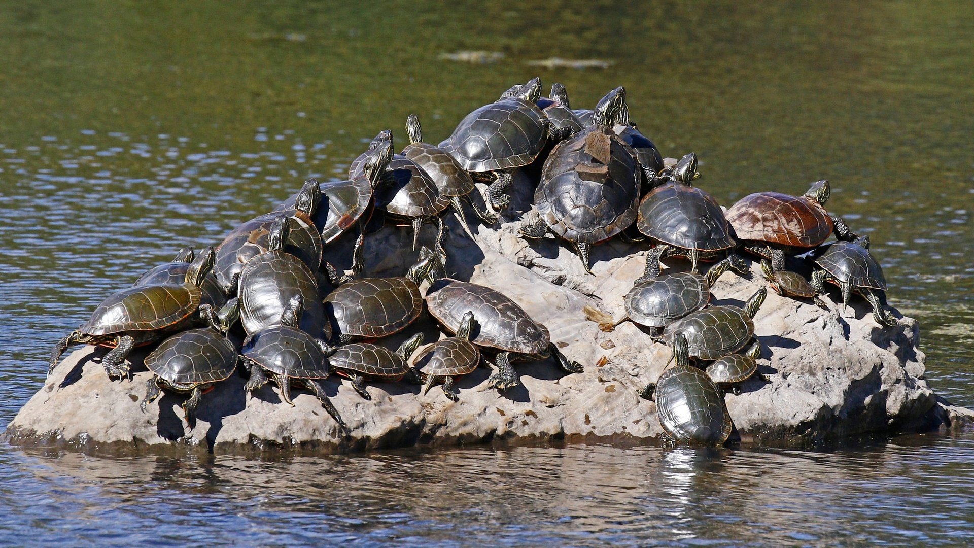 Обои вода, природа, черепаха, камень, черепахи, пресмыкающиеся, water, nature, turtle, stone, turtles, reptiles разрешение 2048x1365 Загрузить