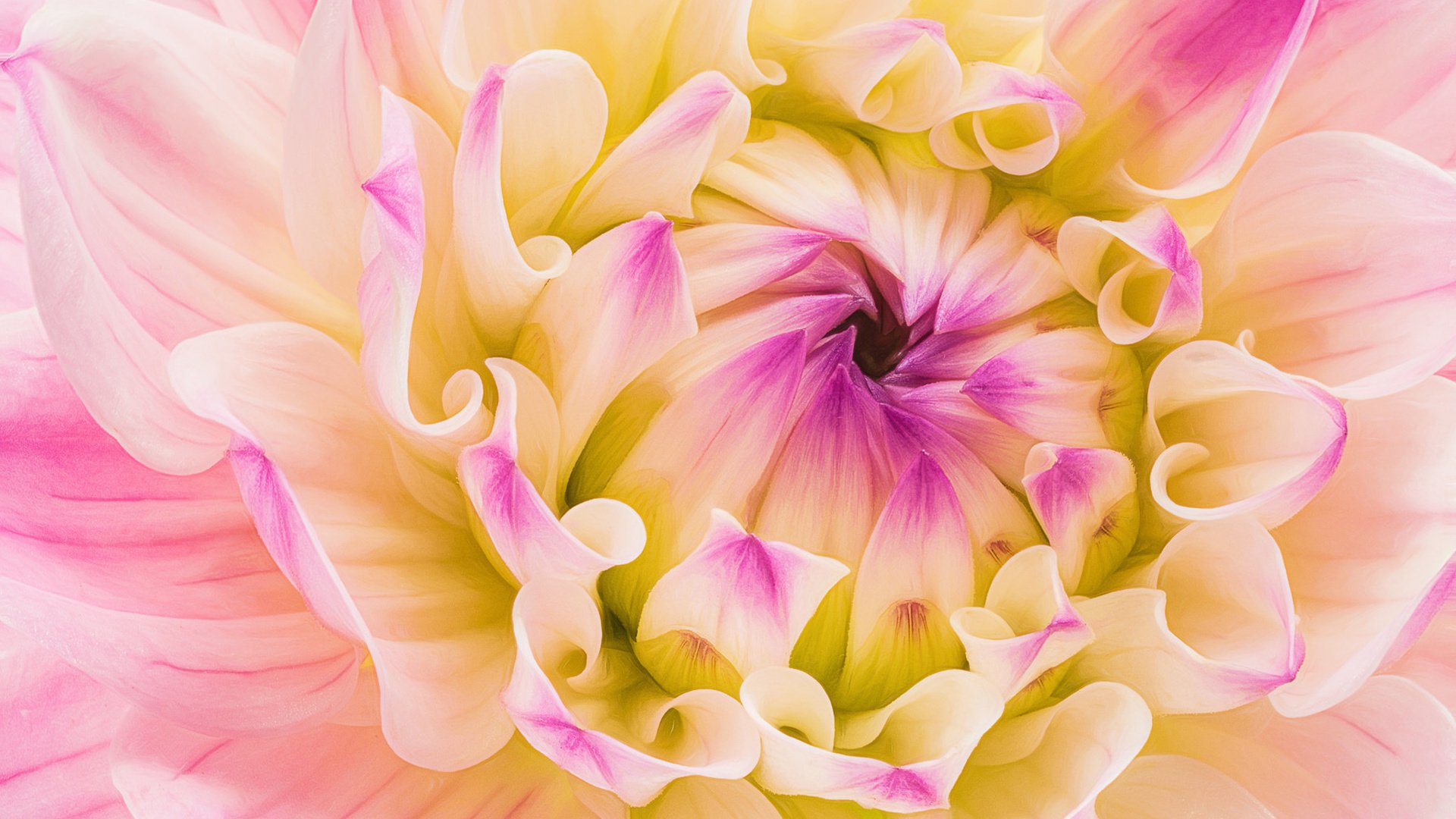 Обои макро, цветок, лепестки, георгин, macro, flower, petals, dahlia разрешение 2048x1366 Загрузить