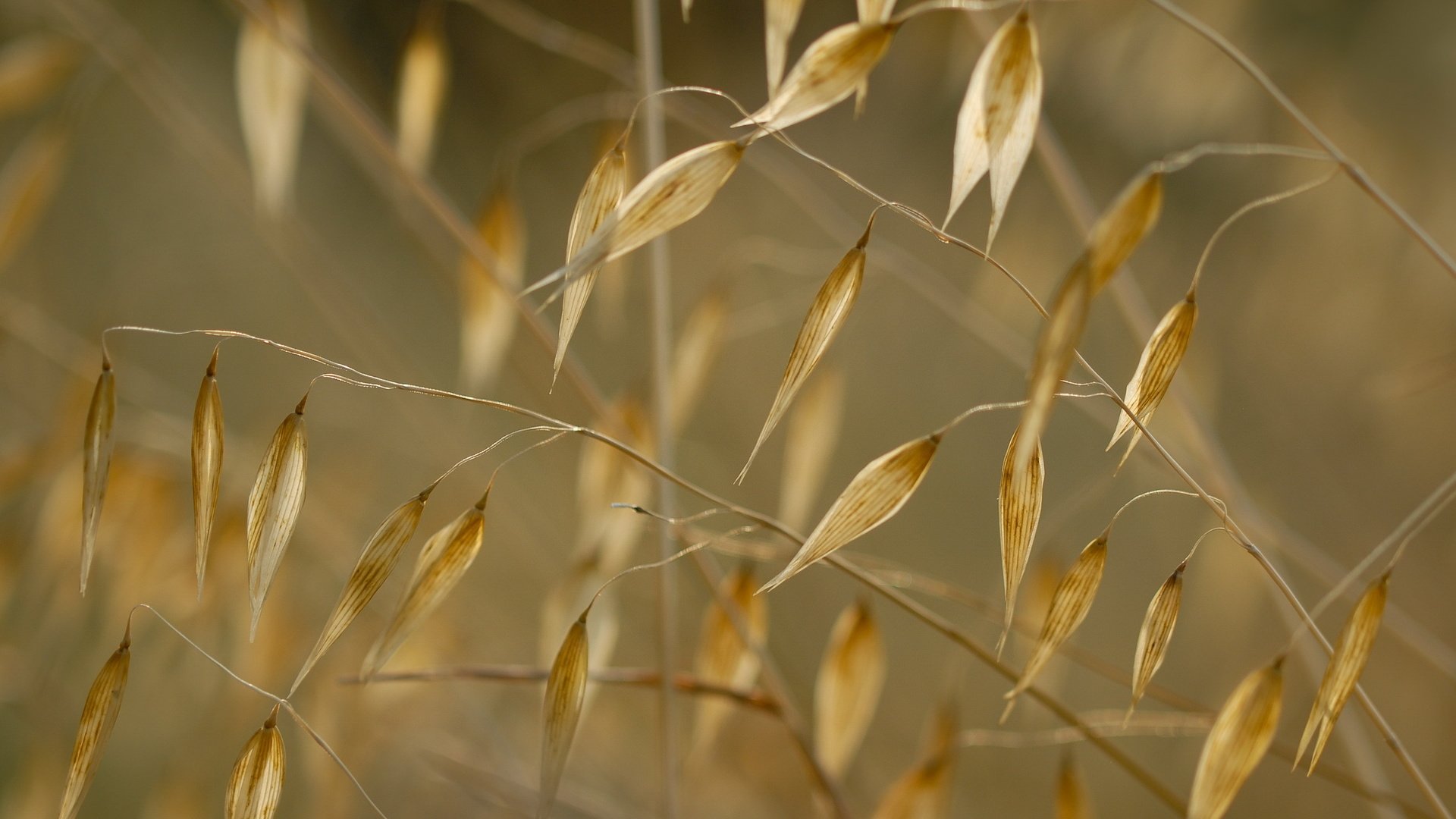 Обои трава, природа, макро, растение, сухая трава, grass, nature, macro, plant, dry grass разрешение 2560x1600 Загрузить