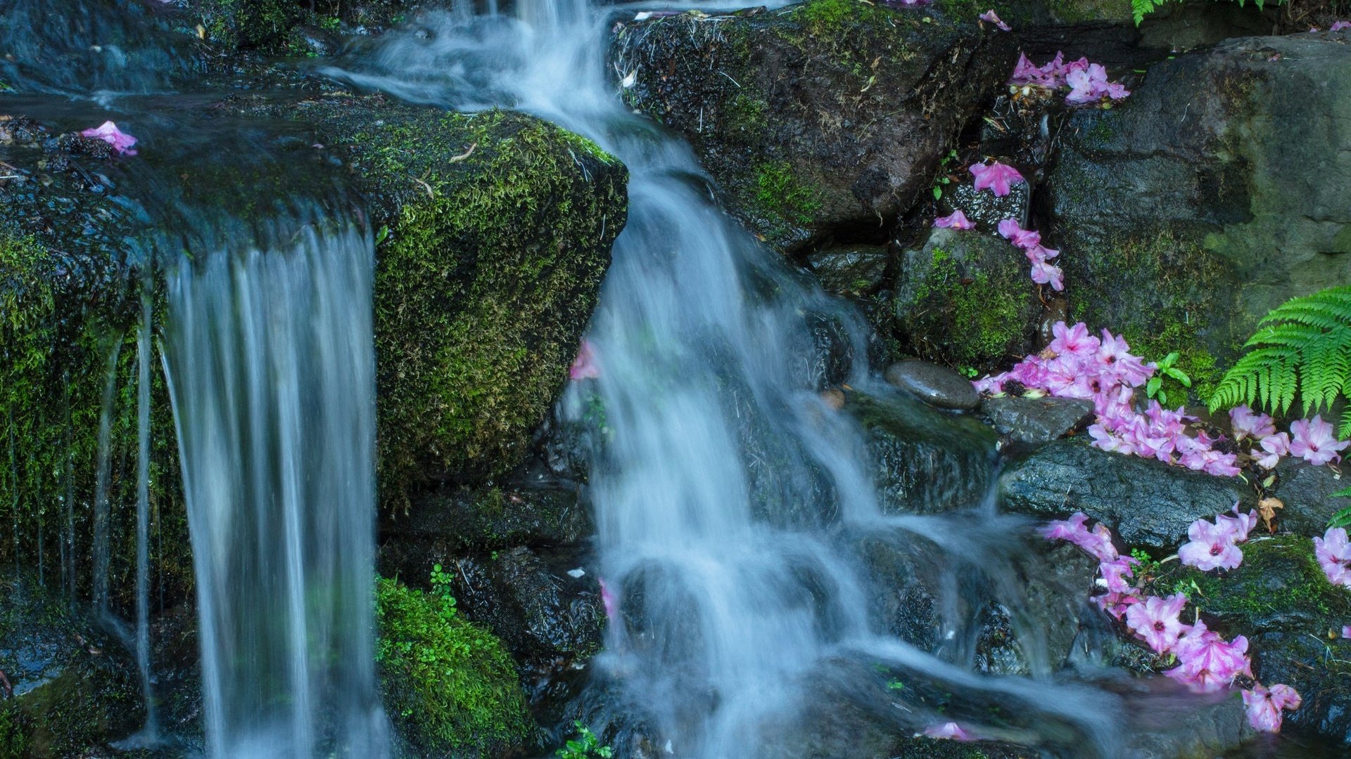 Обои цветы, вода, камни, поток, мох, flowers, water, stones, stream, moss разрешение 2048x1365 Загрузить