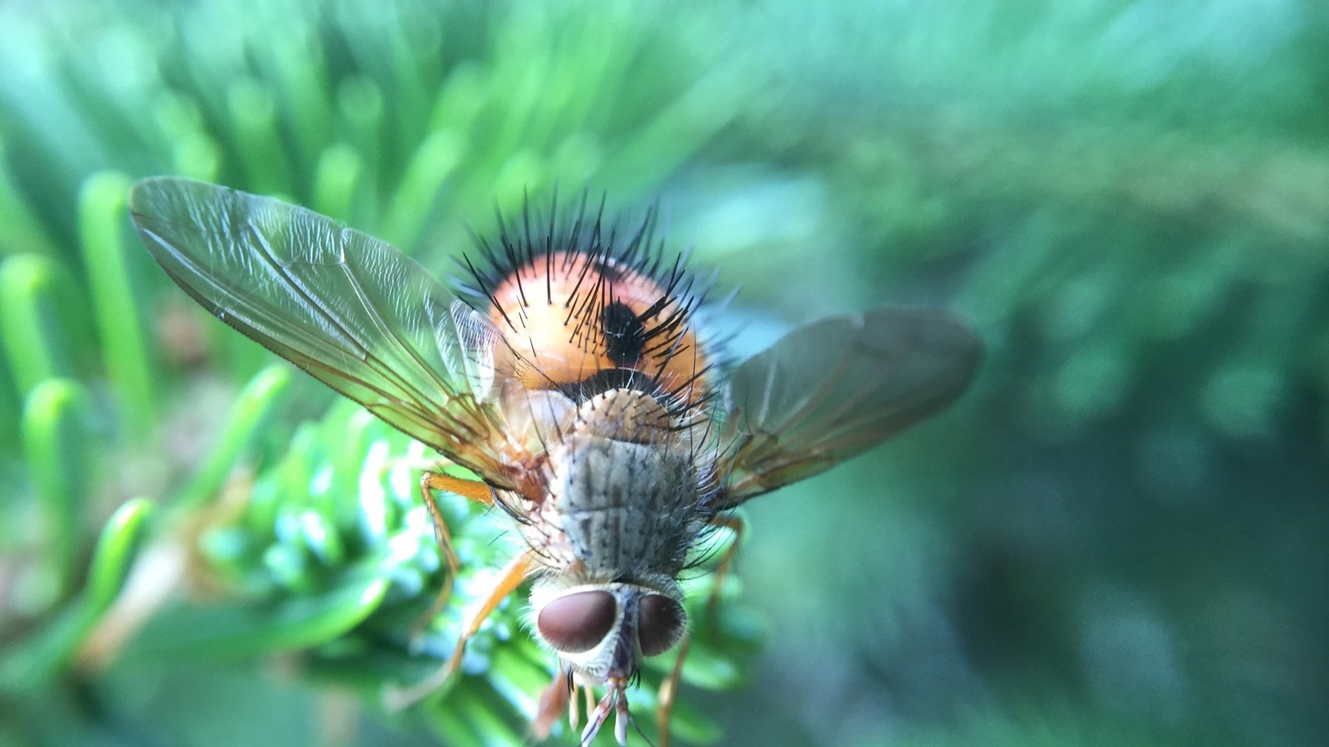 Обои макро, насекомое, крылья, муха, волосики, macro, insect, wings, fly, hairs разрешение 2048x1536 Загрузить