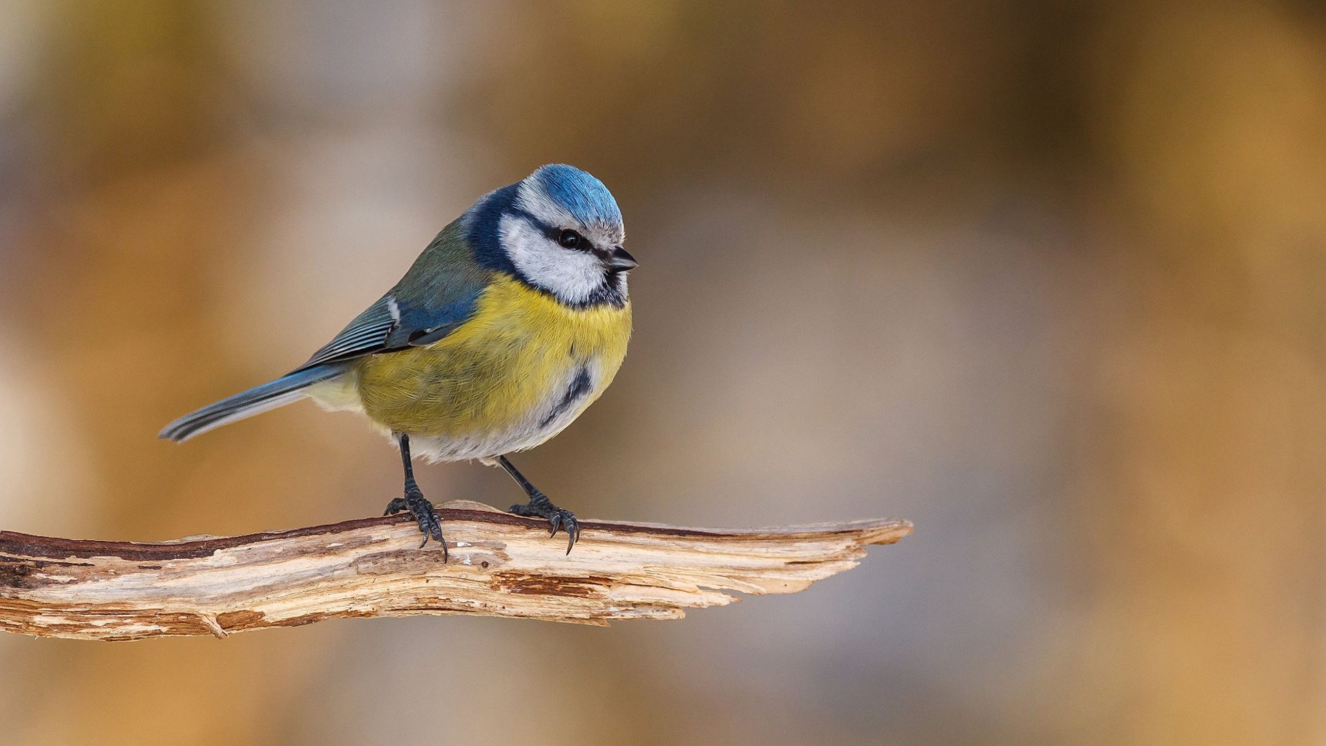 Обои птица, клюв, перья, синица, синичка, лазоревка, bird, beak, feathers, tit, titmouse, blue tit разрешение 1920x1200 Загрузить