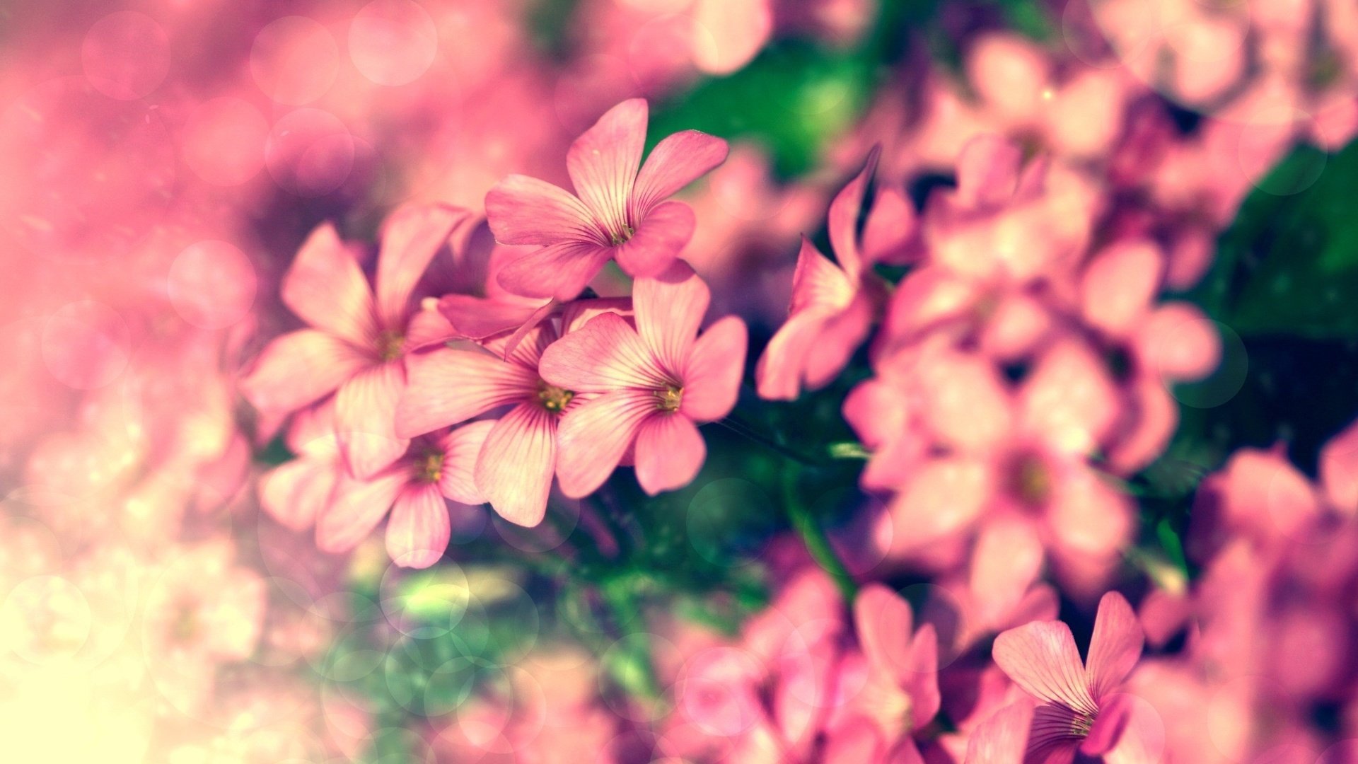 Обои цветы, лепестки, розовые, крупный план, боке, герань, flowers, petals, pink, close-up, bokeh, geranium разрешение 2560x1600 Загрузить