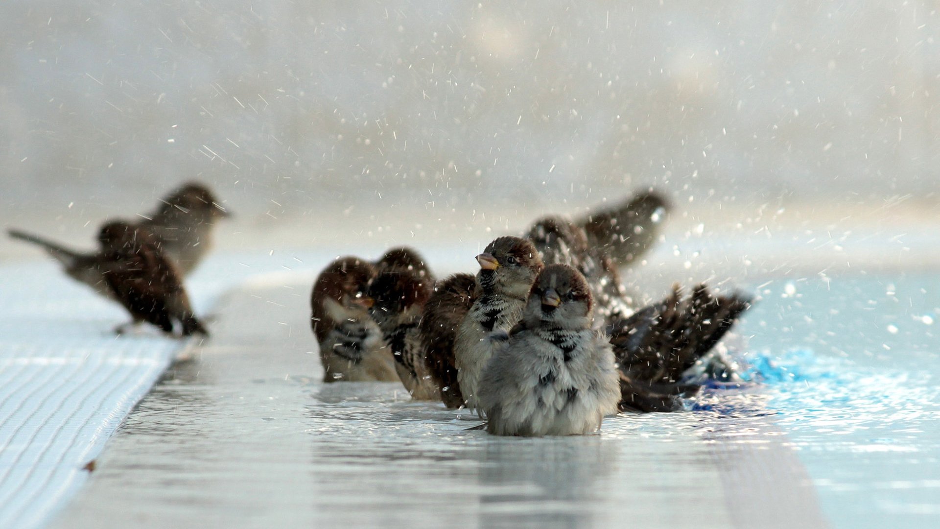 Обои птицы, клюв, воробей, перья, лужа, воробьи, birds, beak, sparrow, feathers, puddle, sparrows разрешение 1920x1200 Загрузить