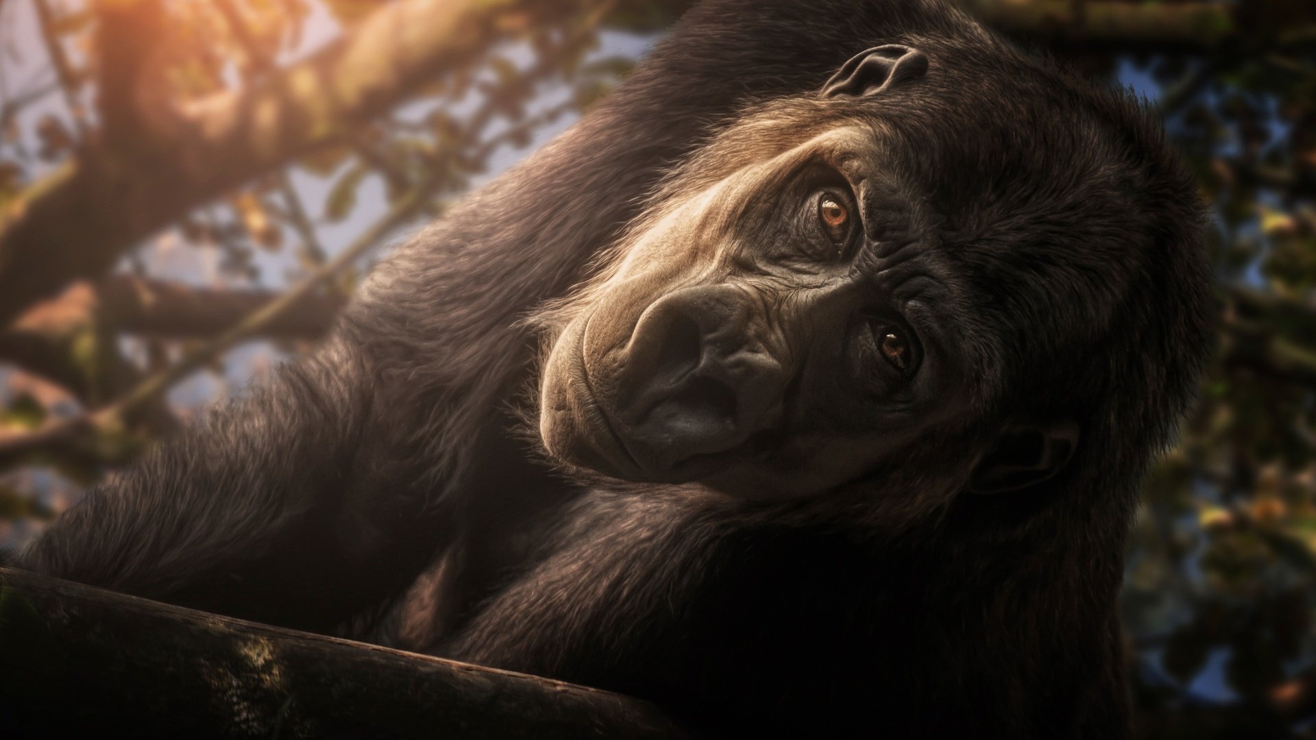 Обои морда, взгляд, обезьяна, горилла, примат, face, look, monkey, gorilla, the primacy of разрешение 3648x2439 Загрузить