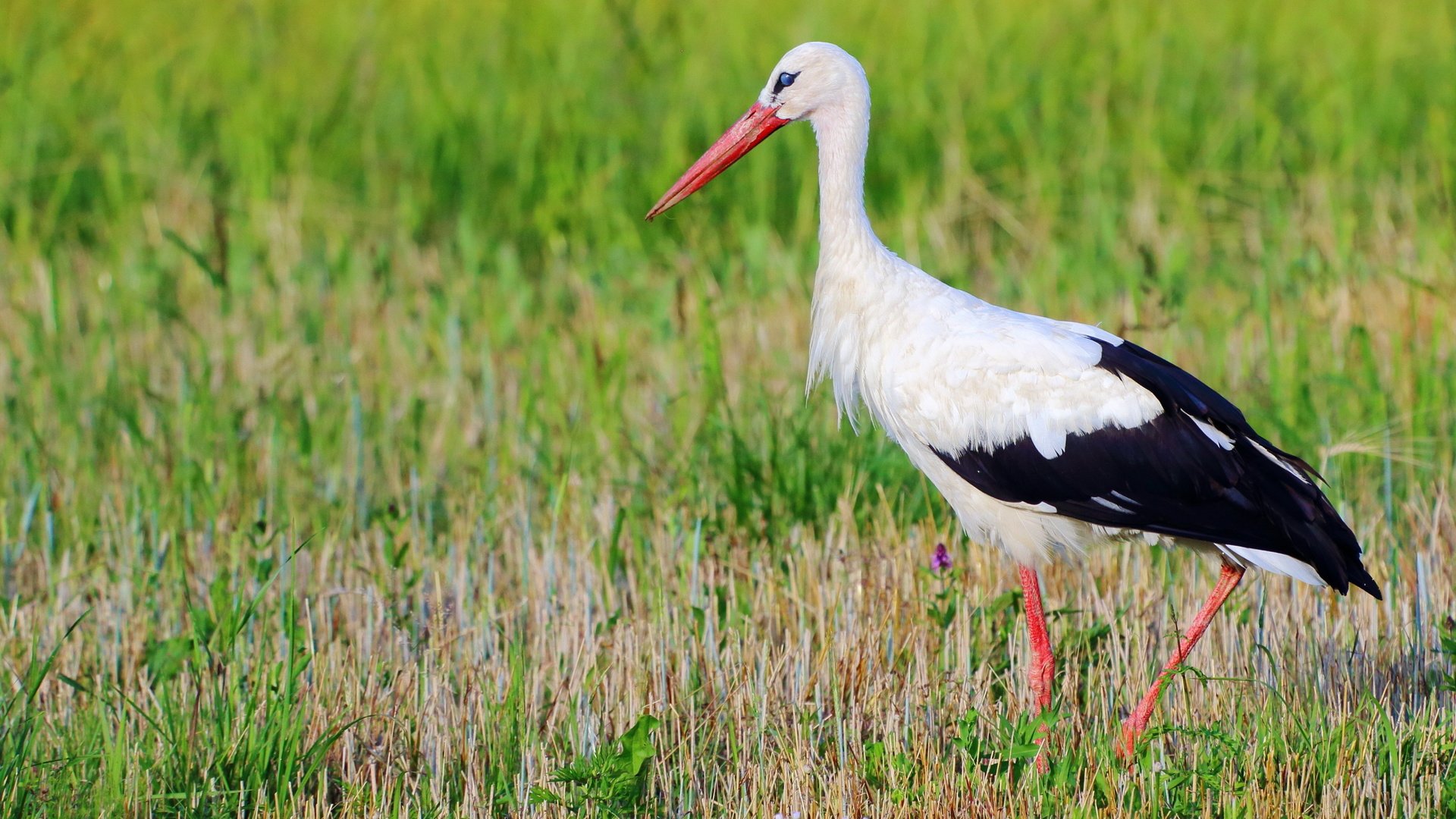 Обои трава, природа, птица, клюв, перья, аист, белый аист, grass, nature, bird, beak, feathers, stork разрешение 3840x2160 Загрузить