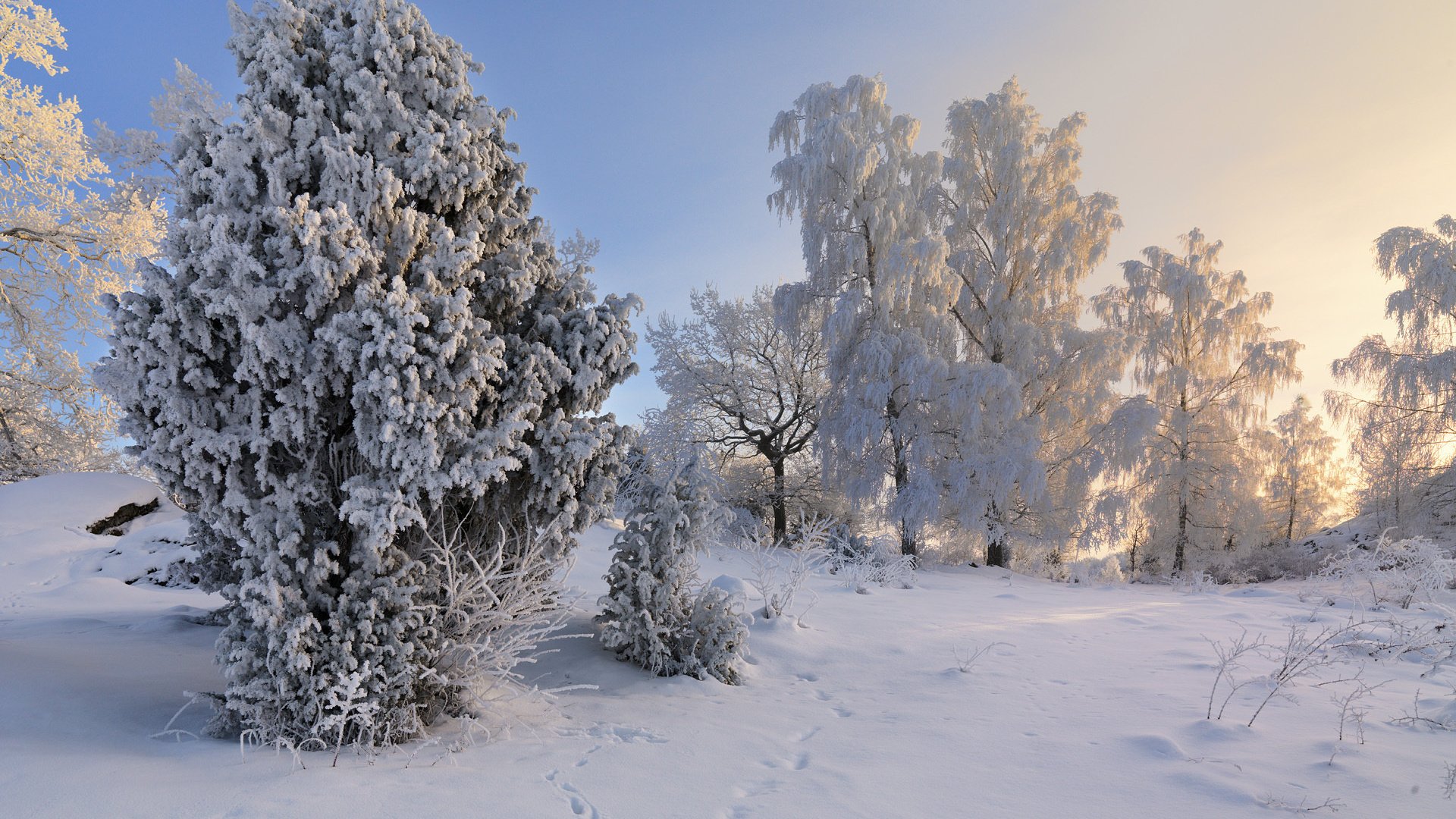 Обои деревья, снег, зима, пейзаж, иней, швеция,     деревья, trees, snow, winter, landscape, frost, sweden разрешение 1920x1200 Загрузить
