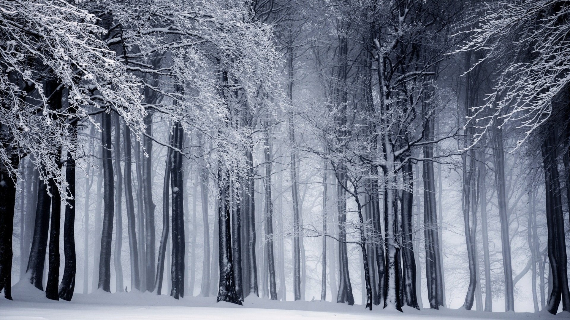 Обои деревья, снег, природа, лес, зима, стволы, чёрно-белое, trees, snow, nature, forest, winter, trunks, black and white разрешение 1920x1200 Загрузить
