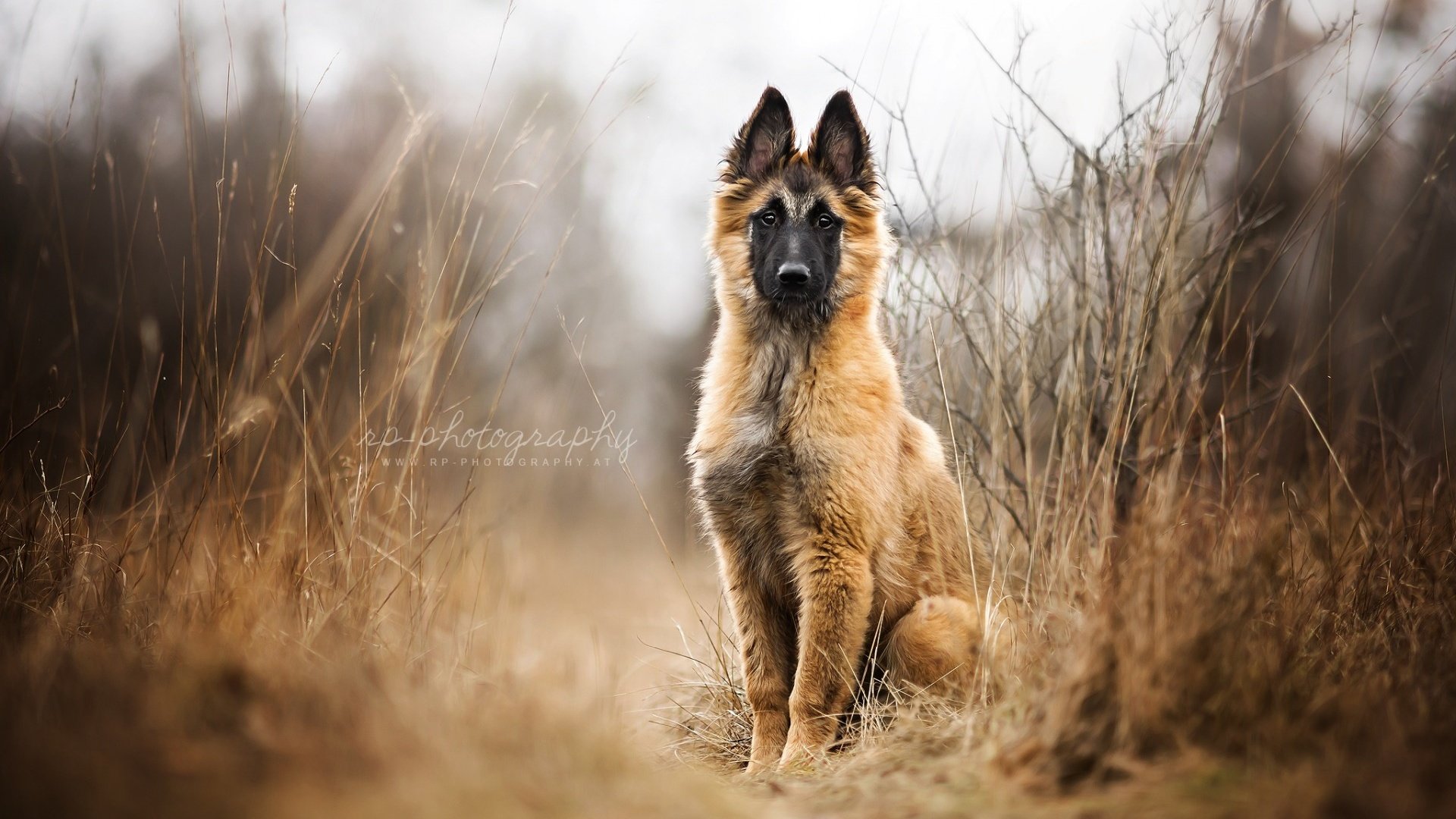 Обои собака, щенок, овчарка, малинуа, бельгийская овчарка, dog, puppy, shepherd, malinois, belgian shepherd разрешение 1920x1200 Загрузить