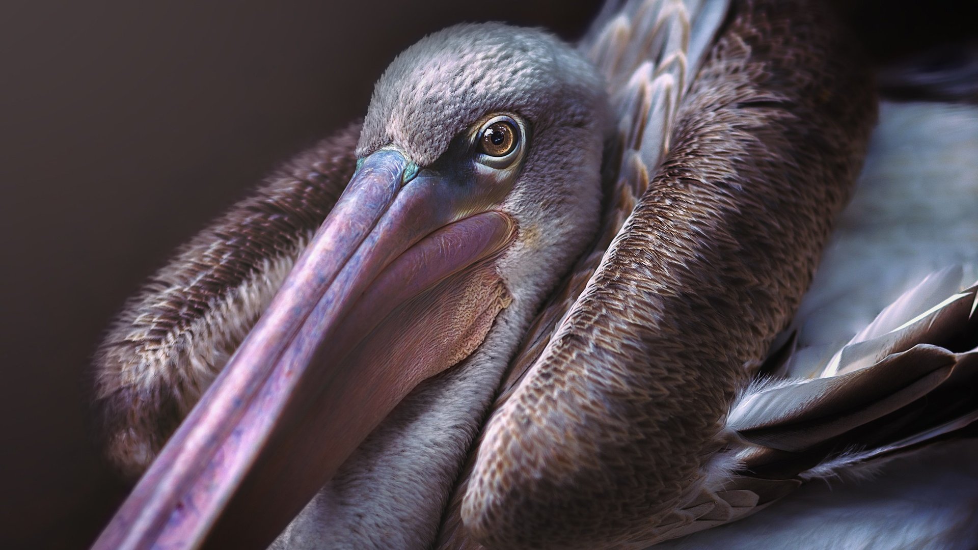 Обои птица, клюв, пеликан, bird, beak, pelican разрешение 2560x1920 Загрузить