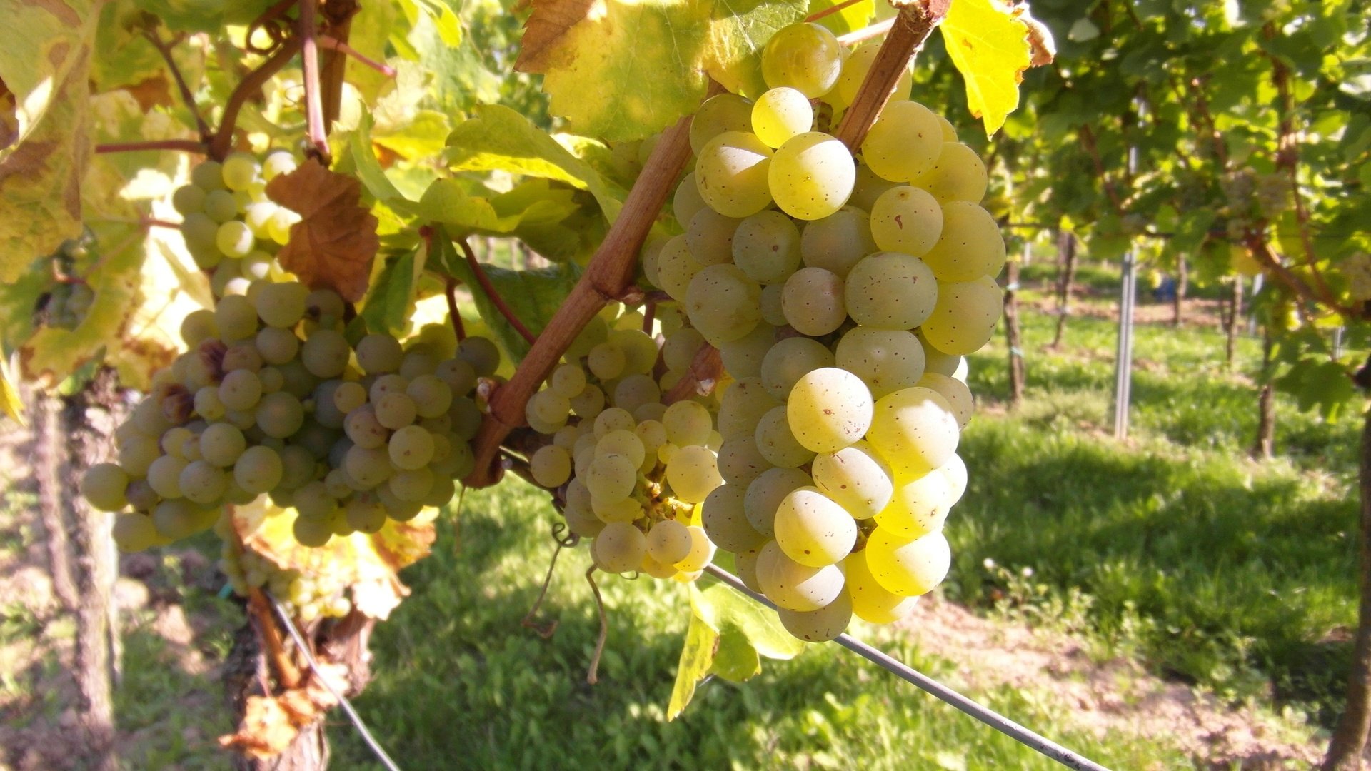 Обои виноград, фрукты, растение, кустарник, виноградная лоза, виноградник, grapes, fruit, plant, shrub, vine, vineyard разрешение 4096x3072 Загрузить