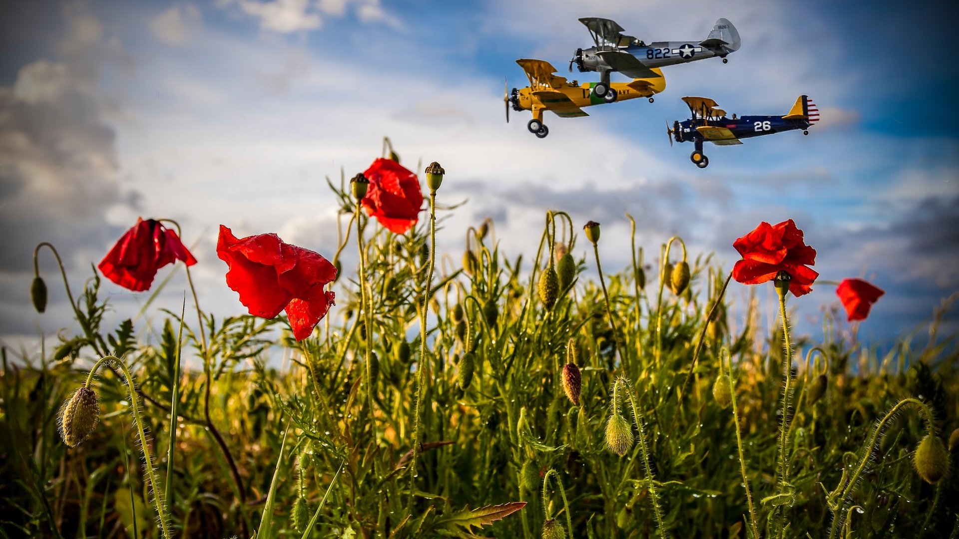 Обои небо, маки, цветы, облака, полет, поле, лето, авиация, самолеты, the sky, maki, flowers, clouds, flight, field, summer, aviation, aircraft разрешение 2048x1152 Загрузить