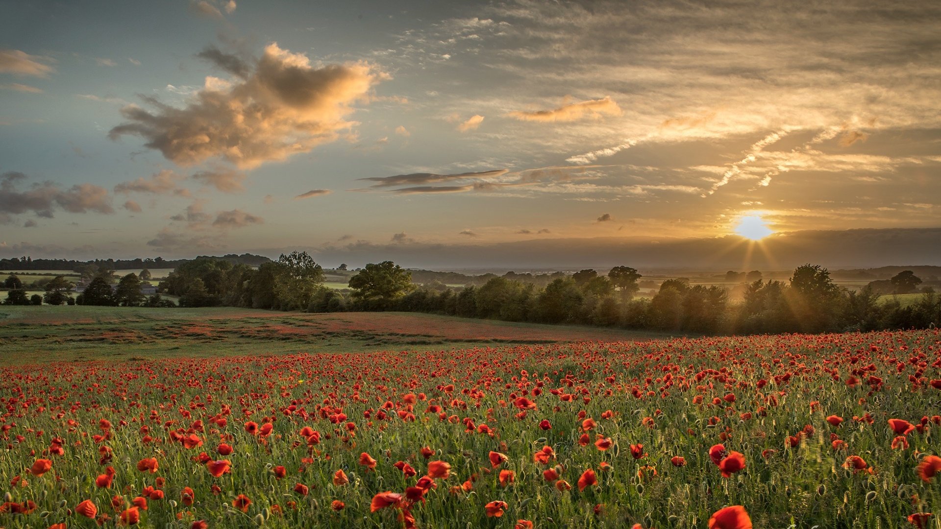 Обои небо, цветы, облака, деревья, природа, поле, лето, маки, the sky, flowers, clouds, trees, nature, field, summer, maki разрешение 2000x1110 Загрузить