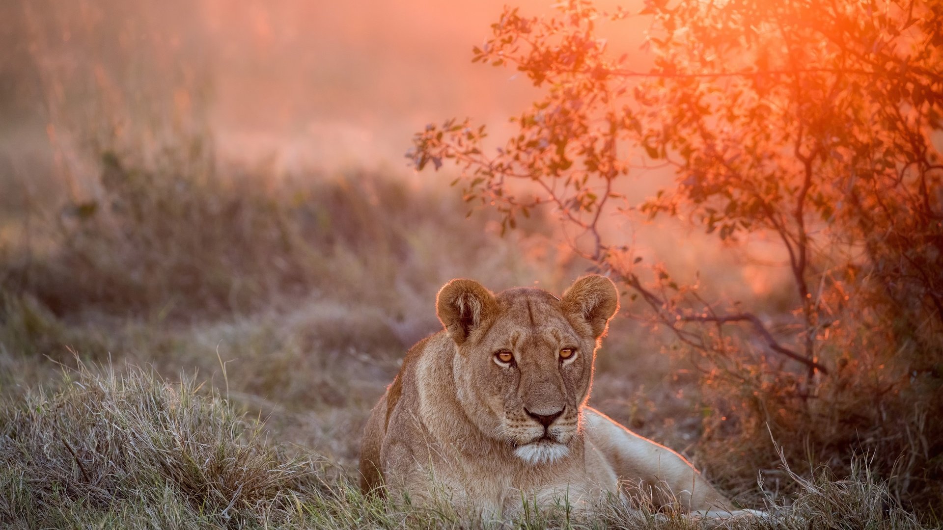 Обои морда, закат, взгляд, большая кошка, лев, львица, face, sunset, look, big cat, leo, lioness разрешение 2500x1667 Загрузить