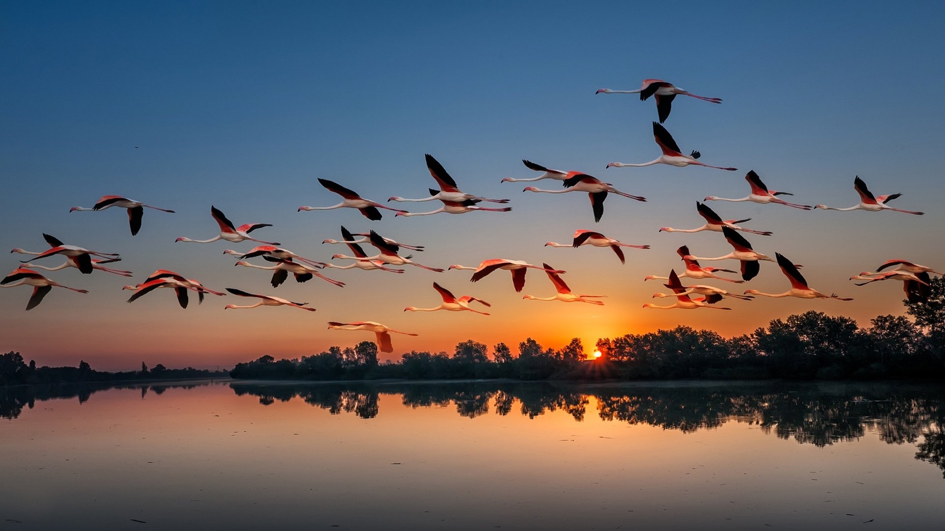 Обои озеро, перелет, природа, закат, полет, фламинго, крылья, птицы, стая, lake, flights, nature, sunset, flight, flamingo, wings, birds, pack разрешение 2069x1080 Загрузить