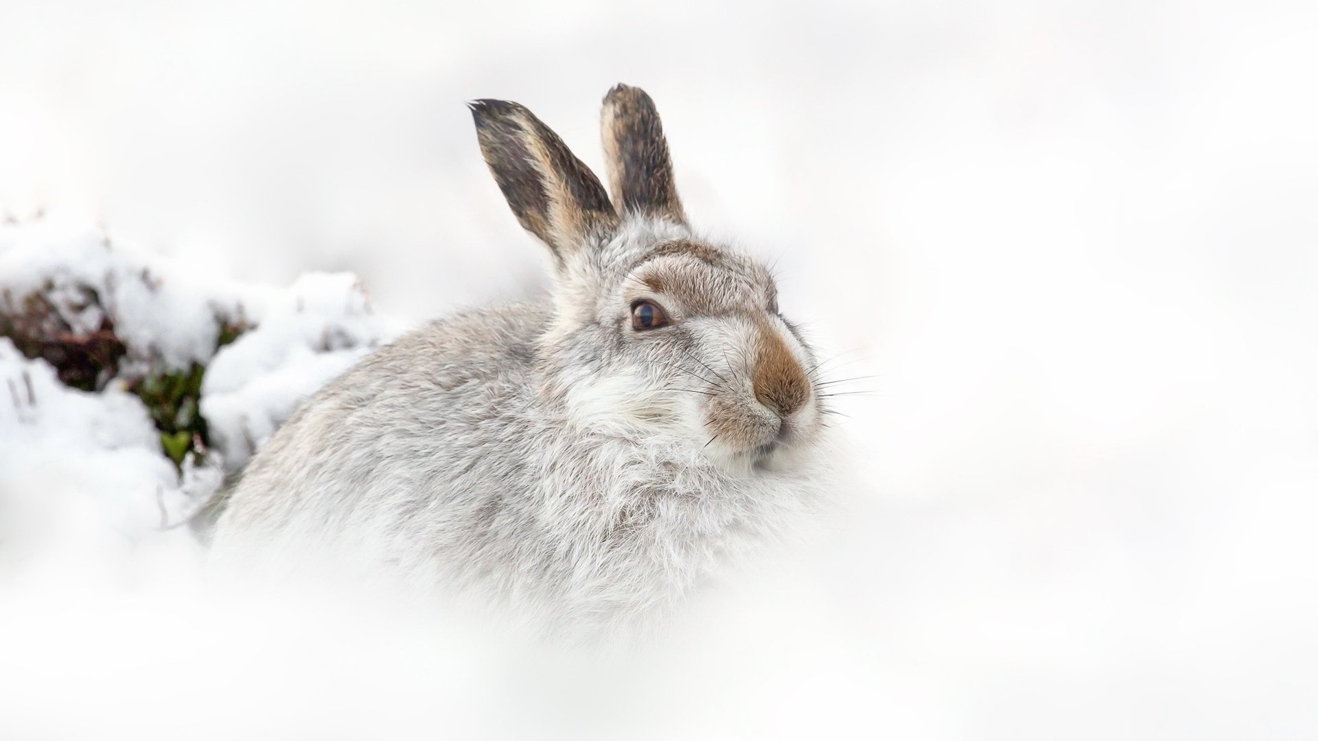 Обои снег, природа, зима, фон, заяц, snow, nature, winter, background, hare разрешение 1920x1200 Загрузить