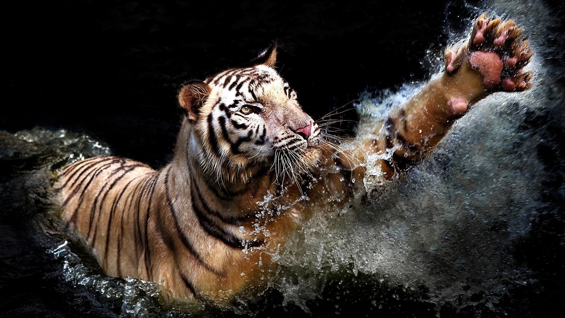 Обои тигр, вода, брызги, хищник, черный фон, животное, лапа, tiger, water, squirt, predator, black background, animal, paw разрешение 2048x1366 Загрузить