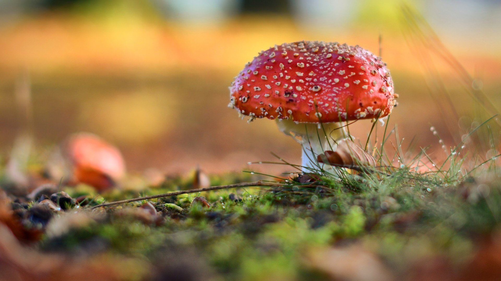 Обои природа, лес, роса, капли, размытость, гриб, мох, мухомор, nature, forest, rosa, drops, blur, mushroom, moss разрешение 2560x1440 Загрузить