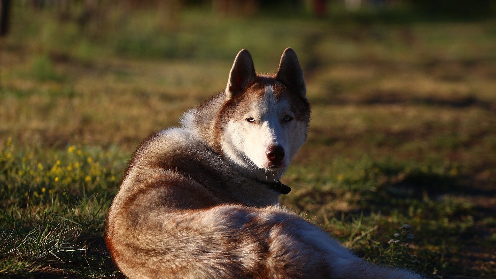 Обои фон, мордочка, взгляд, собака, травка, хаски, друг, background, muzzle, look, dog, weed, husky, each разрешение 1920x1280 Загрузить