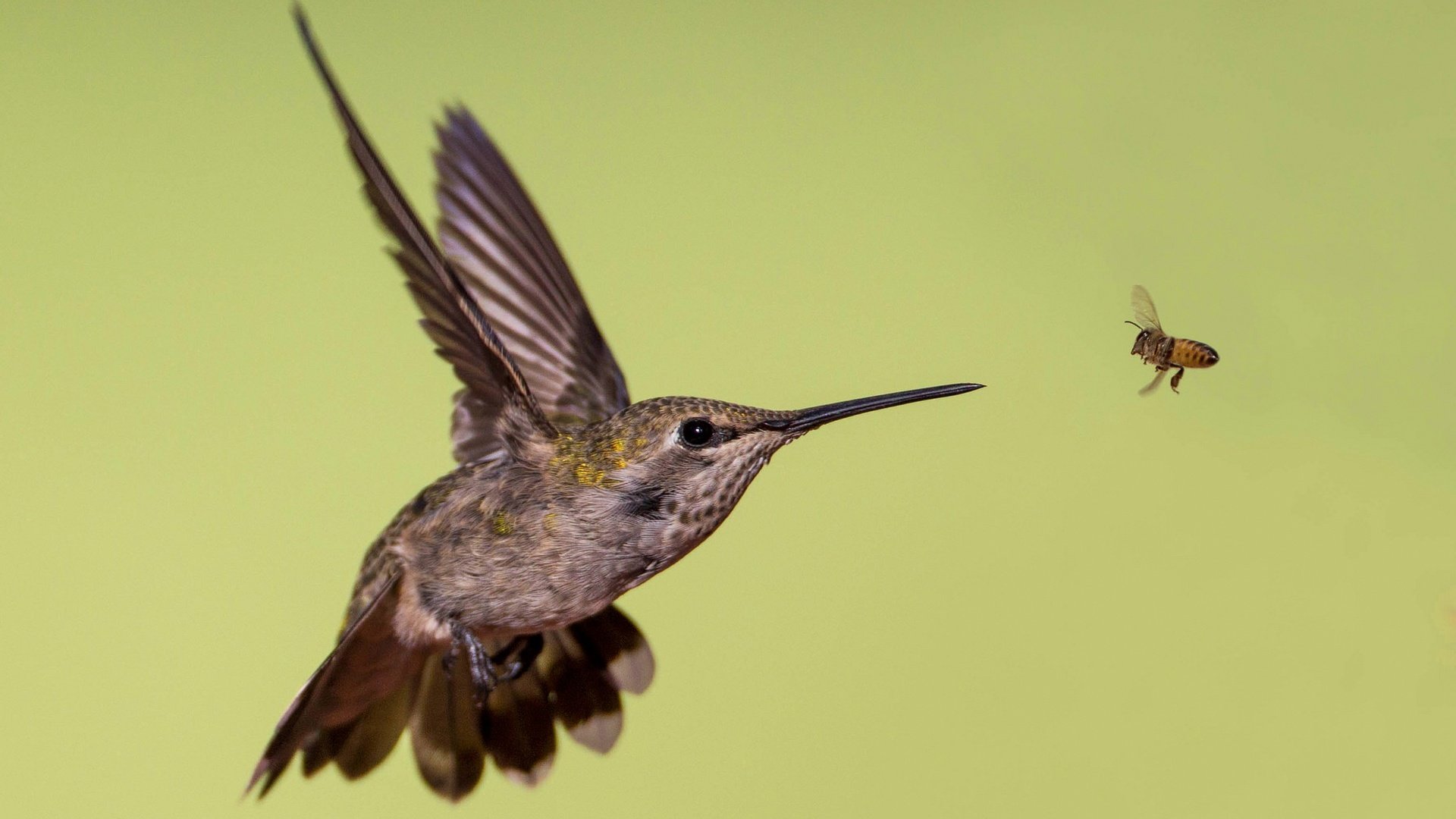 Обои крылья, птица, клюв, пчела, колибри, калипта анны, wings, bird, beak, bee, hummingbird, calypte anna разрешение 2048x1316 Загрузить