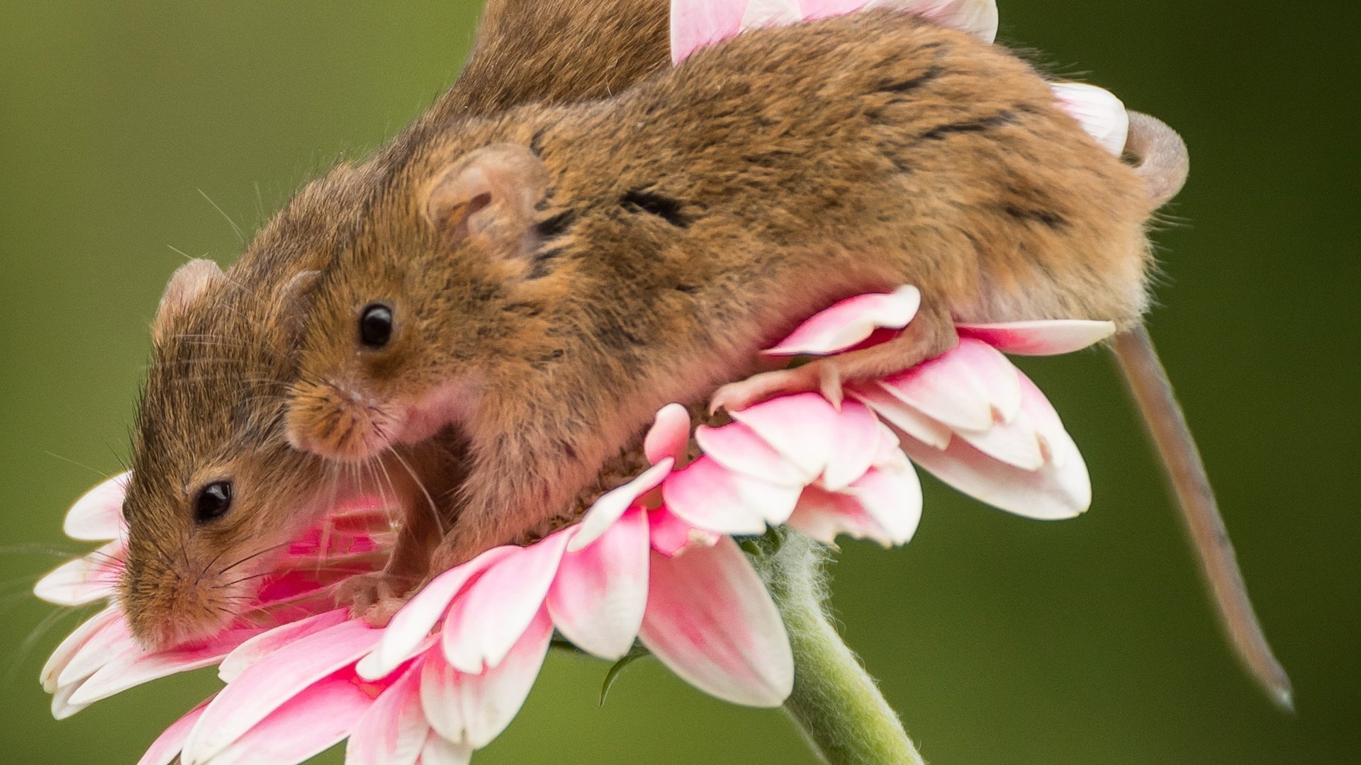 Обои макро, цветок, парочка, мыши, гербера, мышки, harvest mouse, мышь-малютка, macro, flower, a couple, mouse, gerbera, the mouse is tiny разрешение 2048x1719 Загрузить