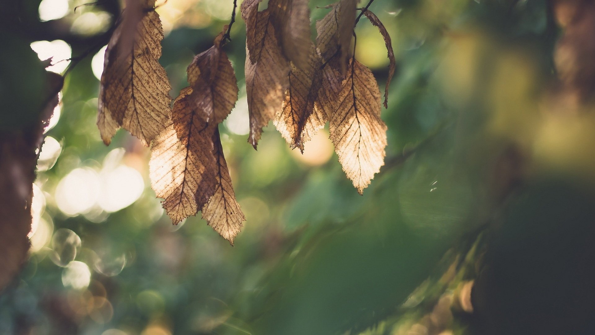 Обои листья, макро, осень, размытость, leaves, macro, autumn, blur разрешение 1920x1200 Загрузить