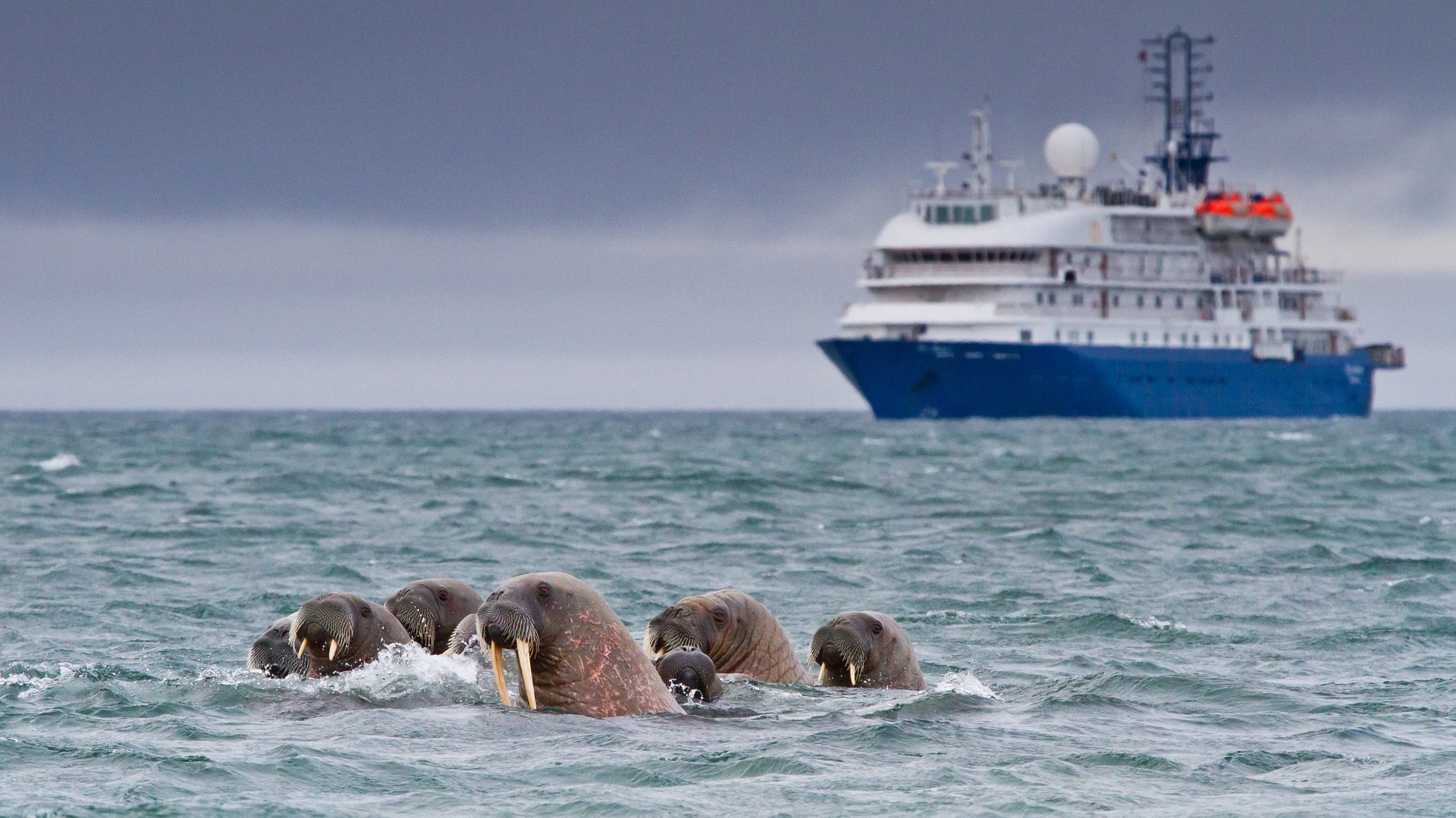 Обои корабль, судно, морские котики, моржи, ship, the ship, navy seals, walrus разрешение 3880x2400 Загрузить