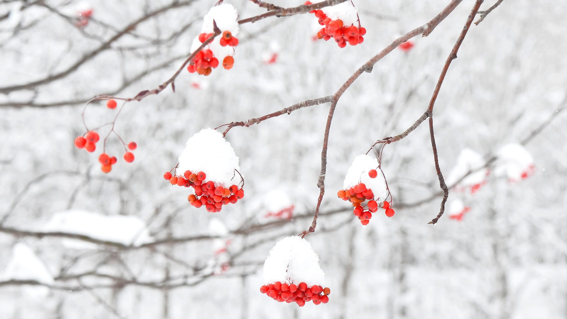 Обои снег, зима, макро, ветки, ягоды, рябина, snow, winter, macro, branches, berries, rowan разрешение 1920x1200 Загрузить