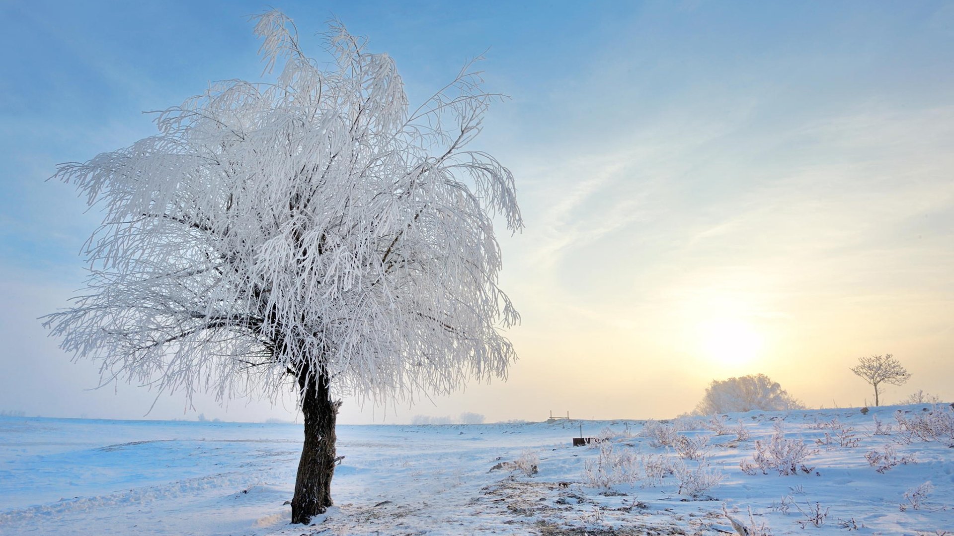 Обои снег, природа, дерево, зима, пейзаж, иней, jordache, snow, nature, tree, winter, landscape, frost разрешение 1920x1200 Загрузить